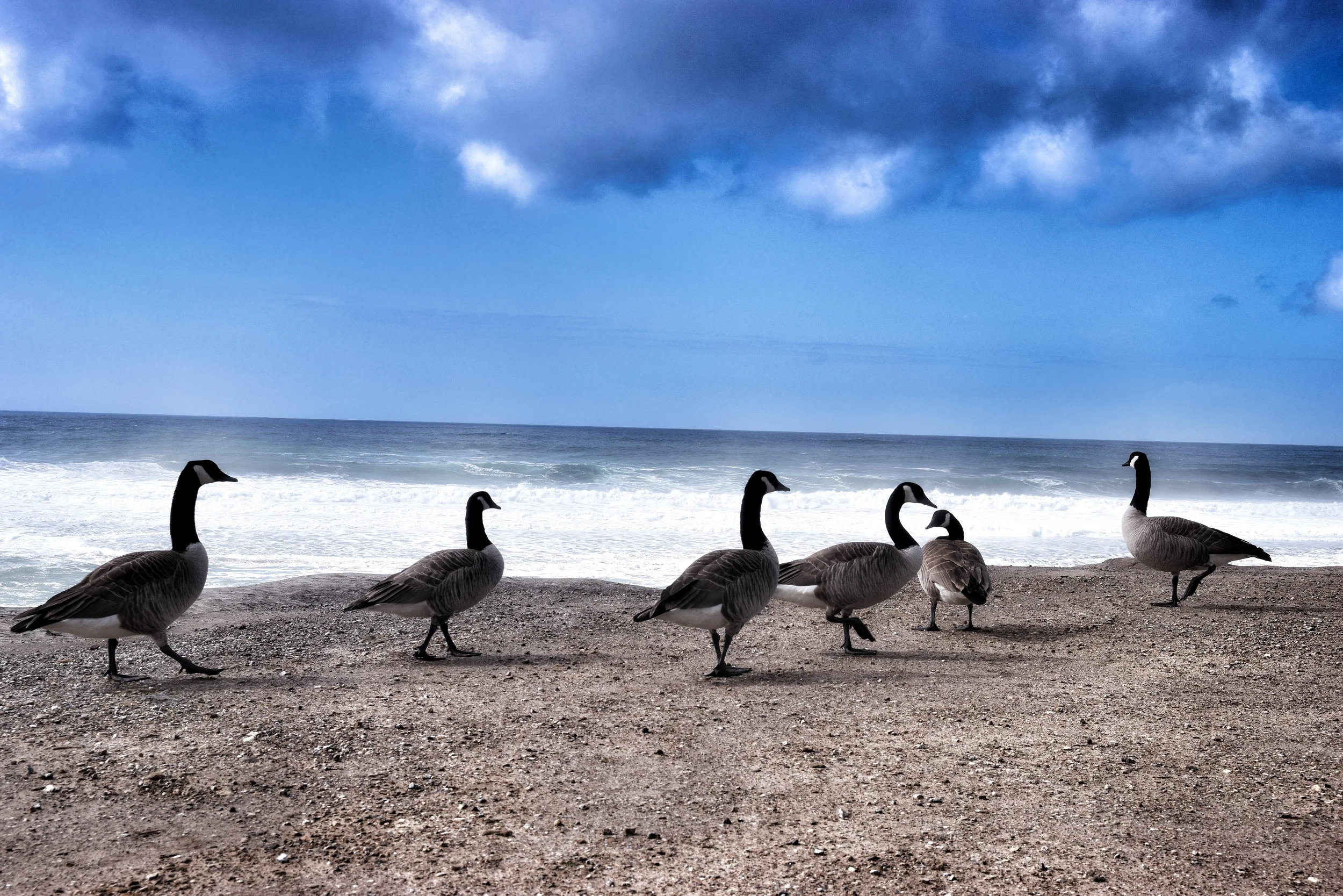 Birds View Filter.jpg