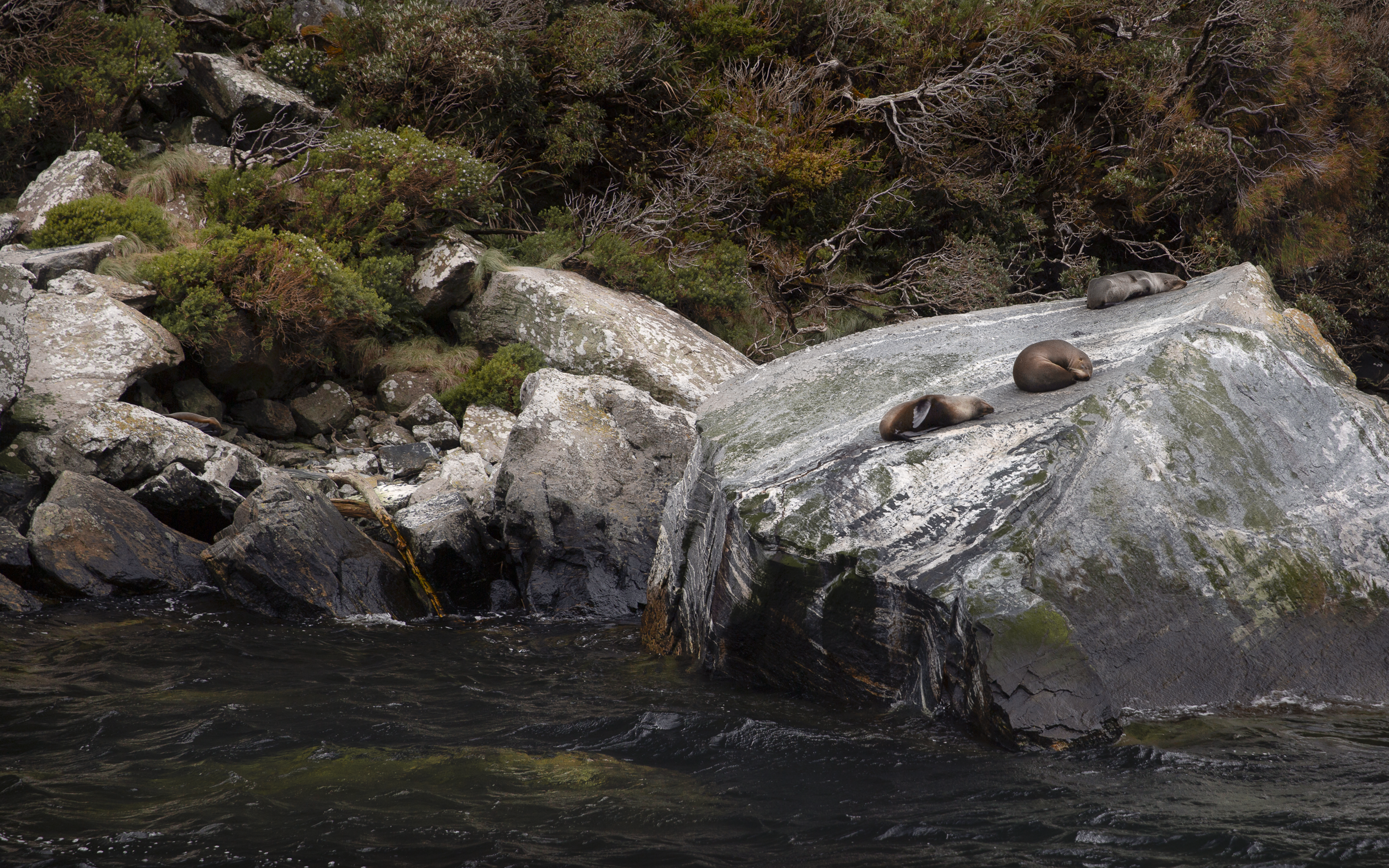 Milford Sound seals-1.png