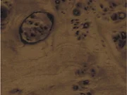 J03-001