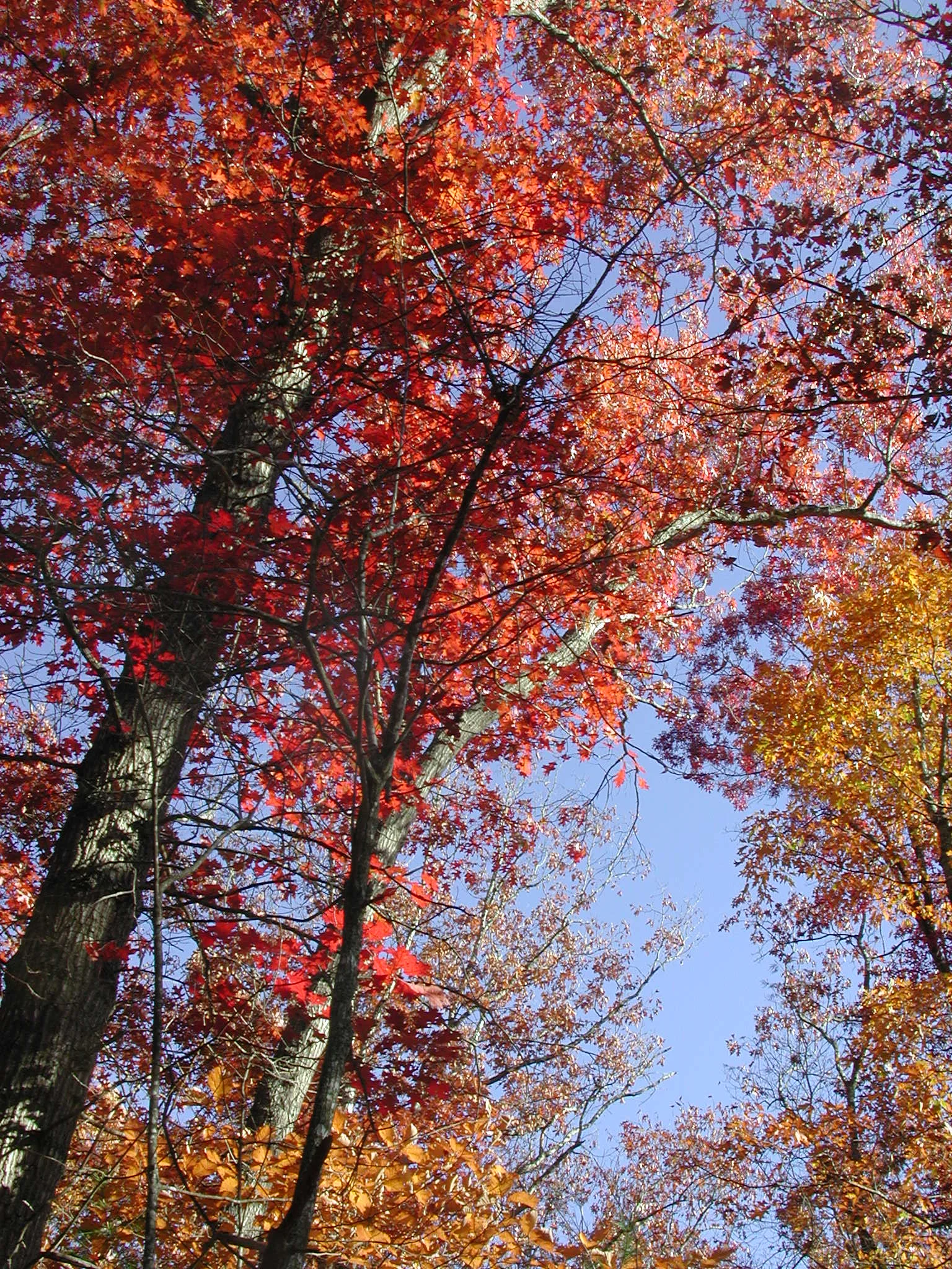 FallColor and Sky.JPG