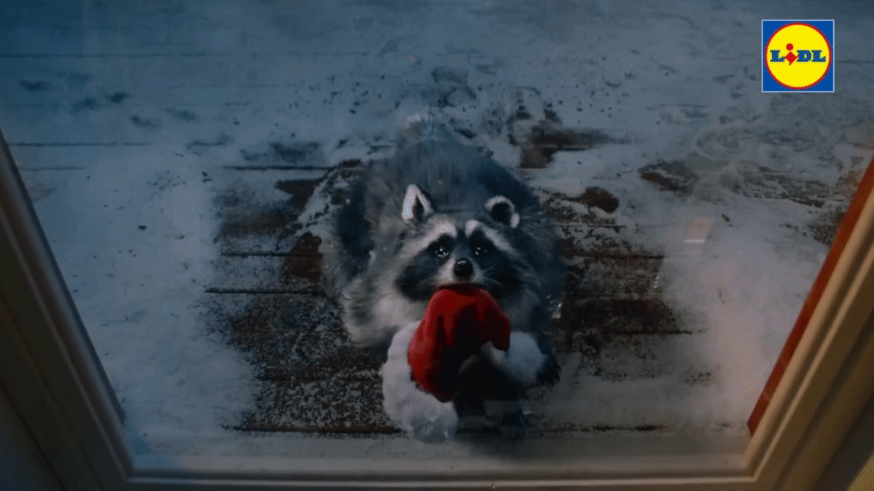 raccoon.gif