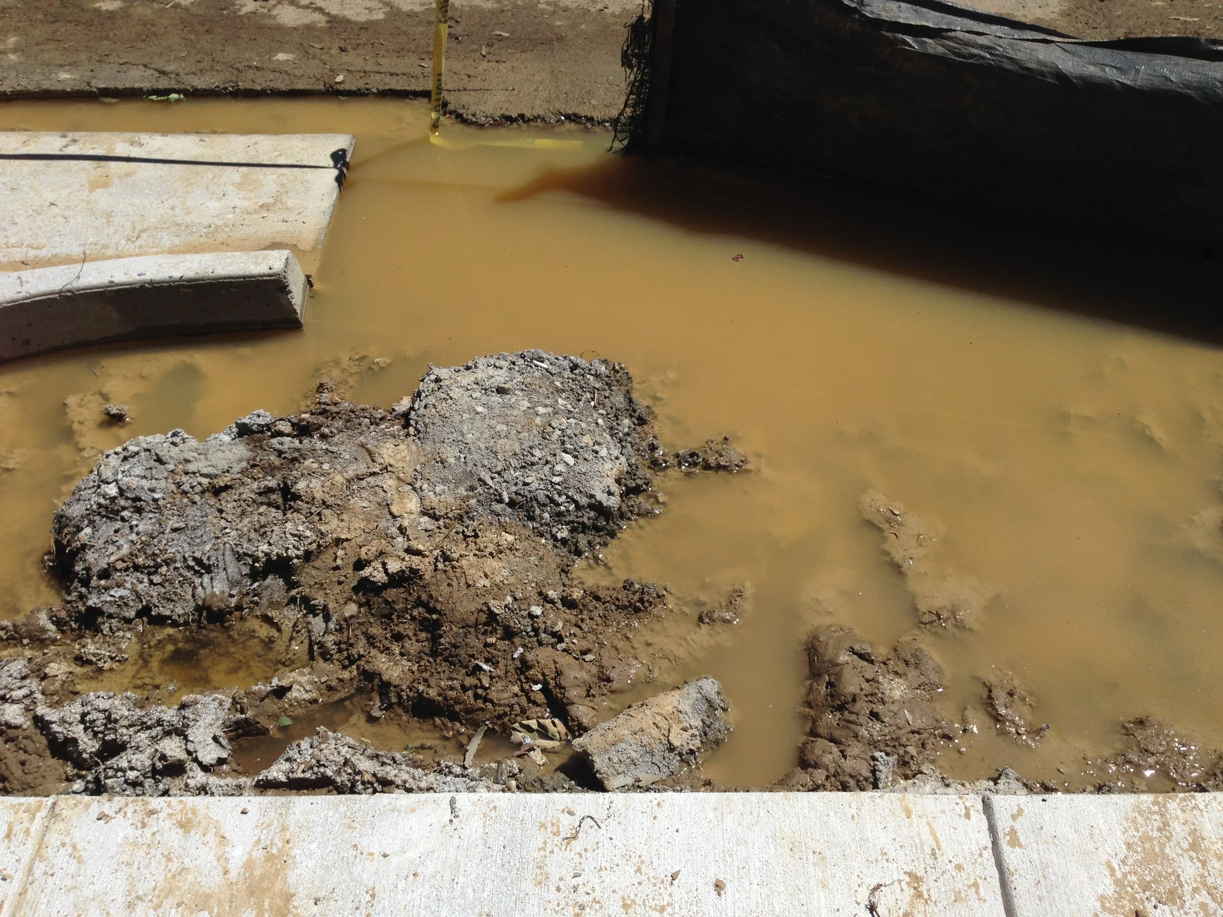 This is what happens when the dirt does not let water seep through. It stays muddy and slowly there is a natural pond. Maybe I'll start a community fish farm.