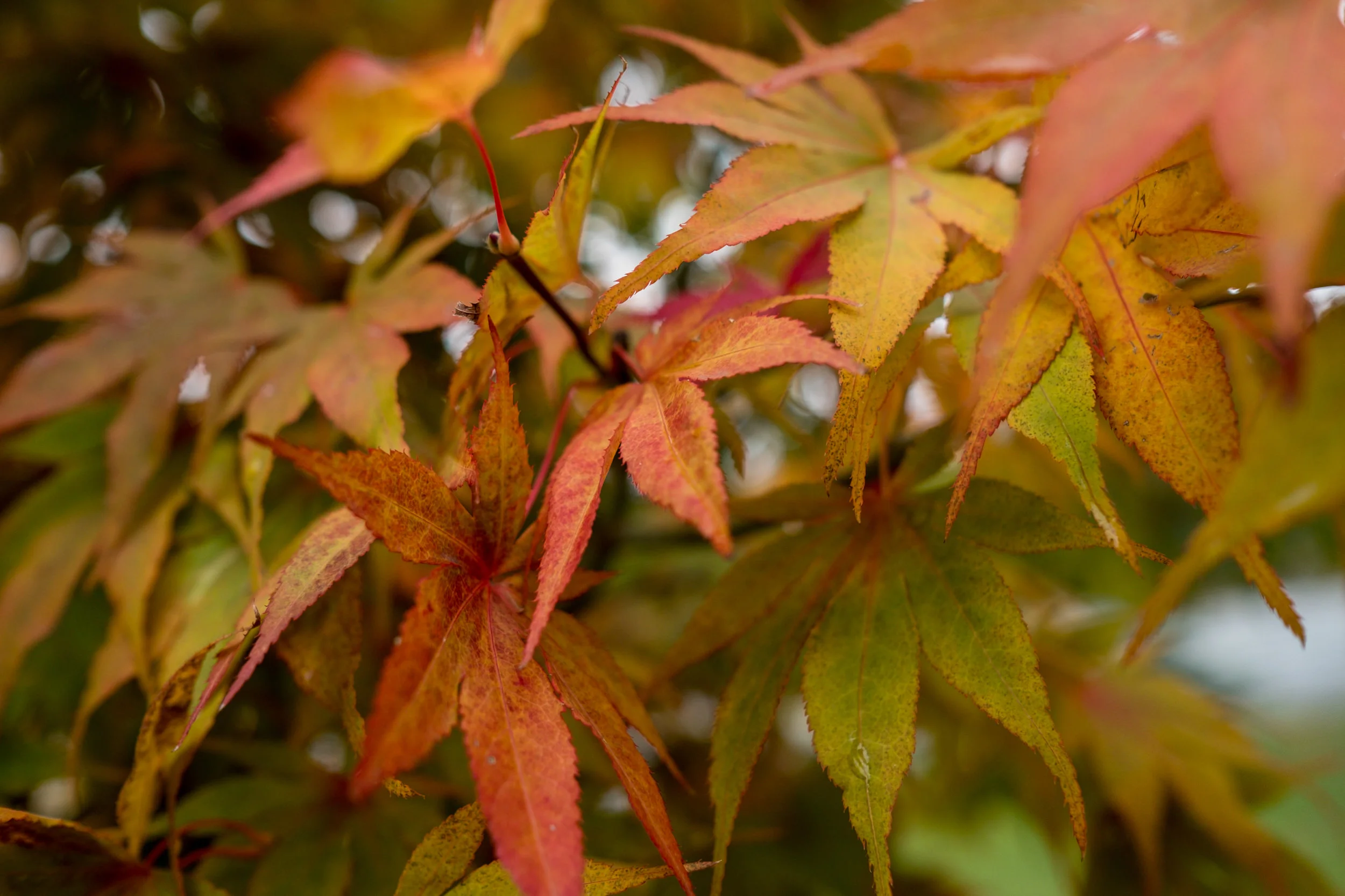 20181026-DSCF7306.jpg