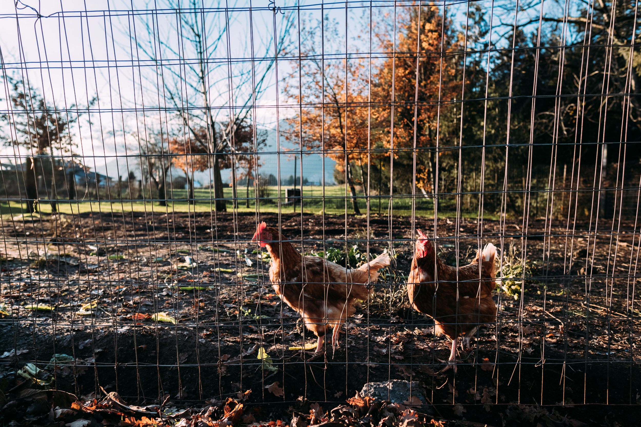 chickens behind fence in fraser valley chilliwack at sunset photo
