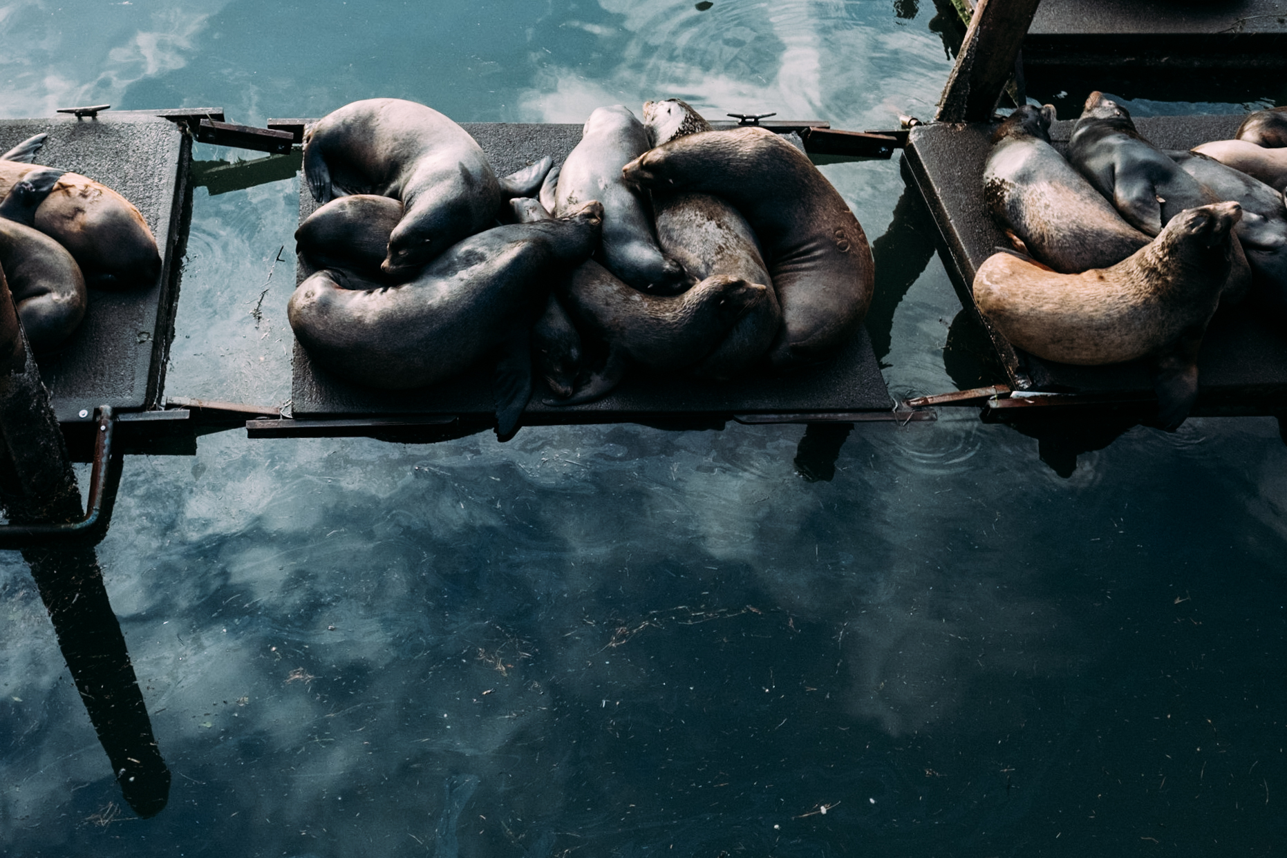 sea lions at the sea lion docks in newport
