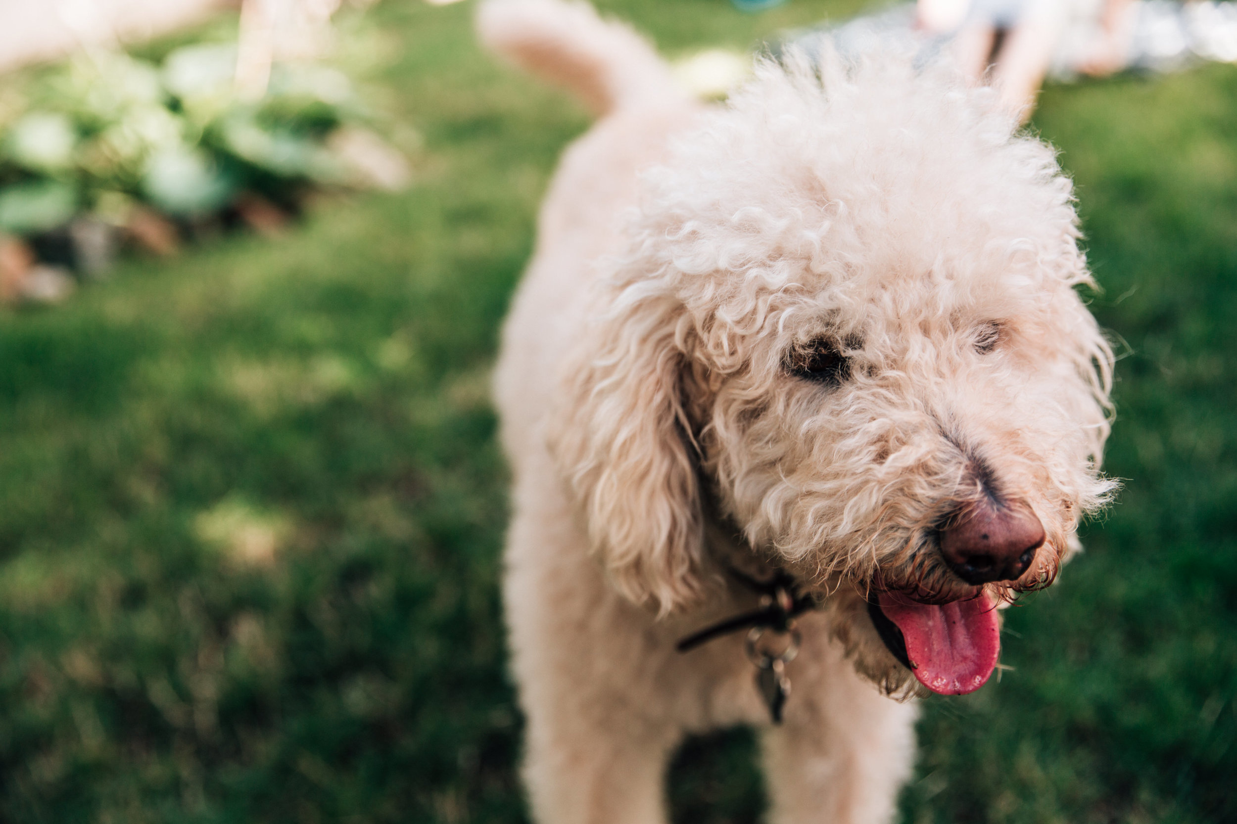 golden doodle dog in yard
