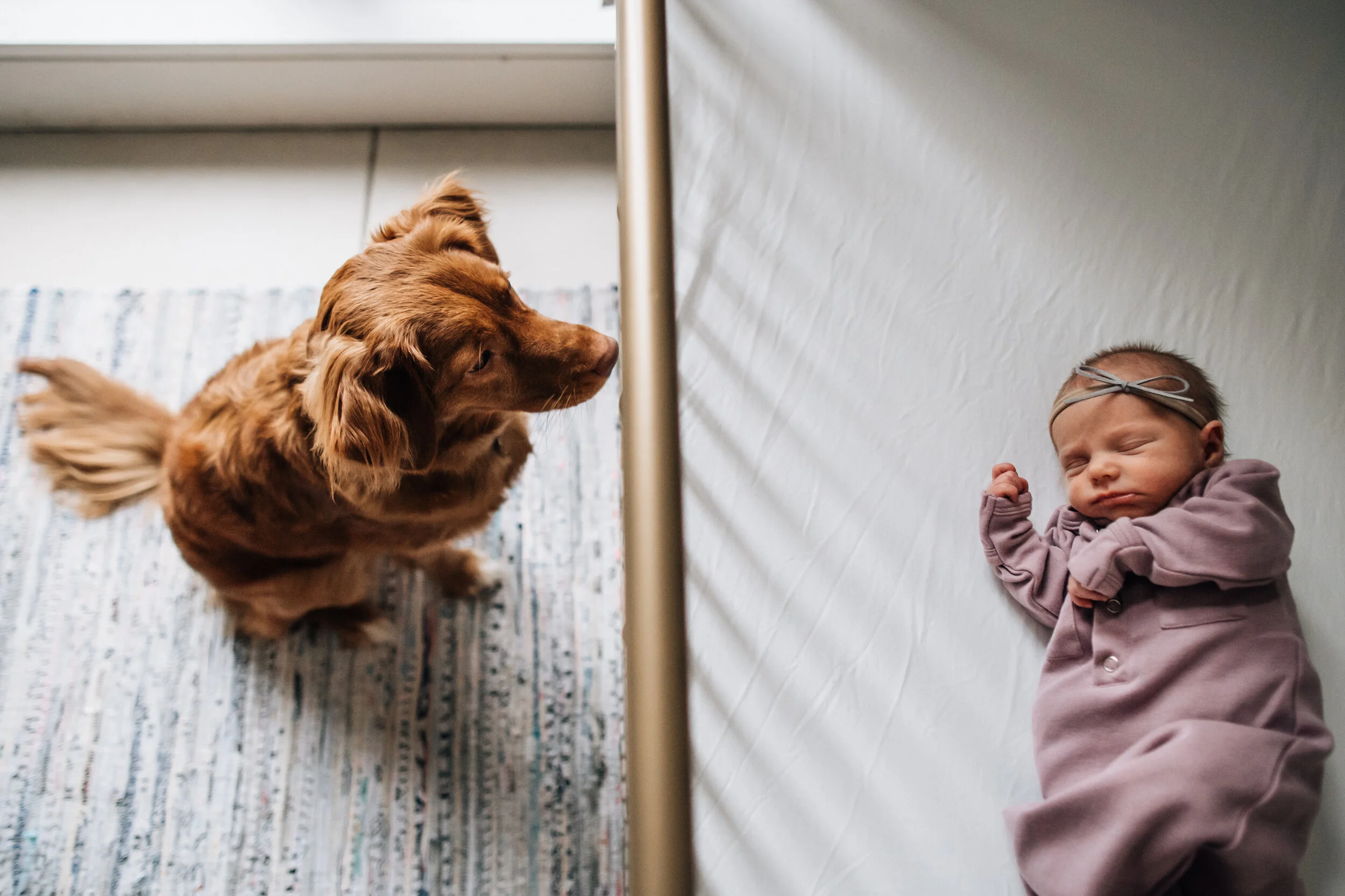 Tips for Including your Dog in your Newborn Session