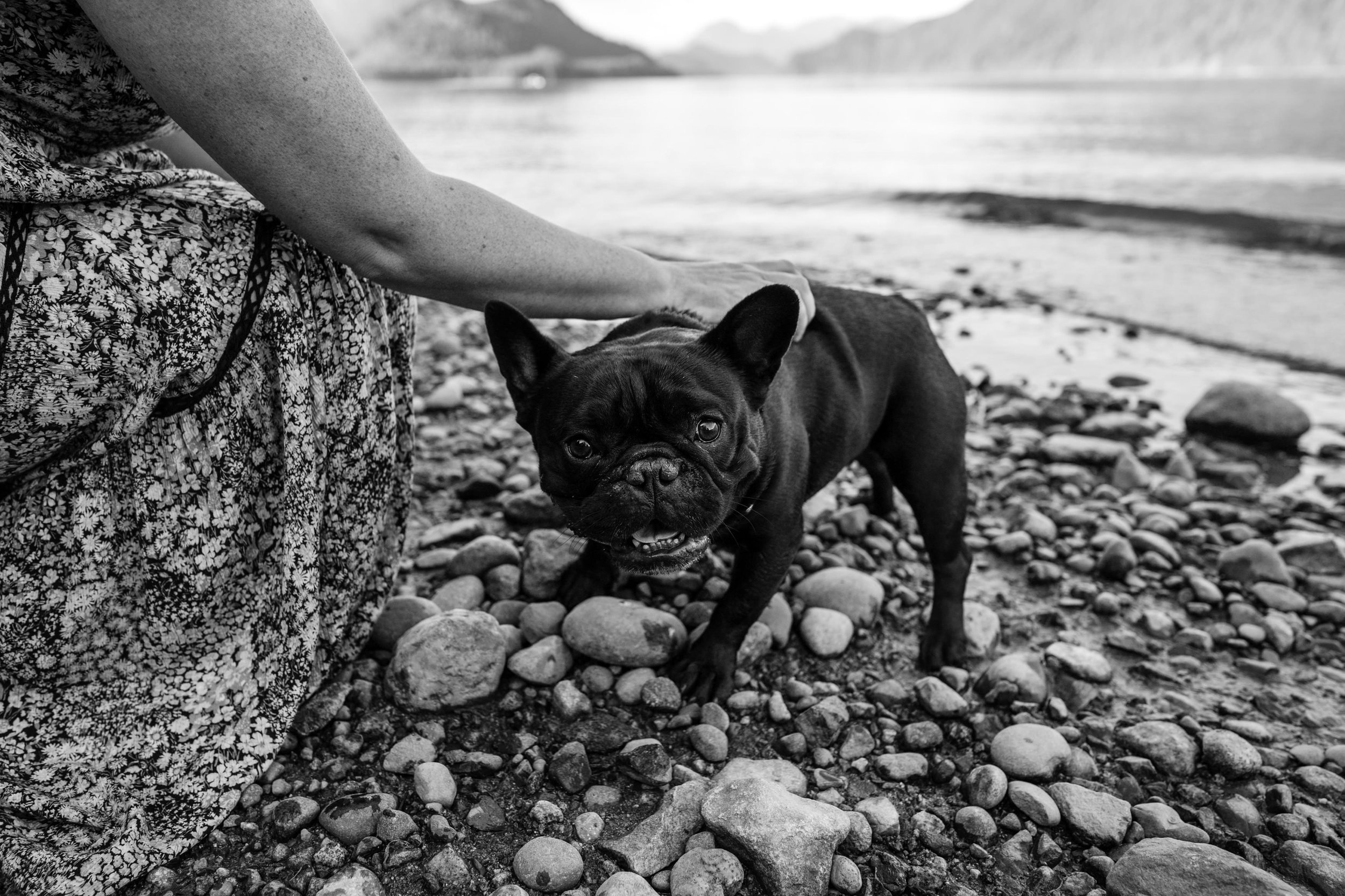 black french bulldog on the beach with mom reaching out to pet in black and white near aidrie