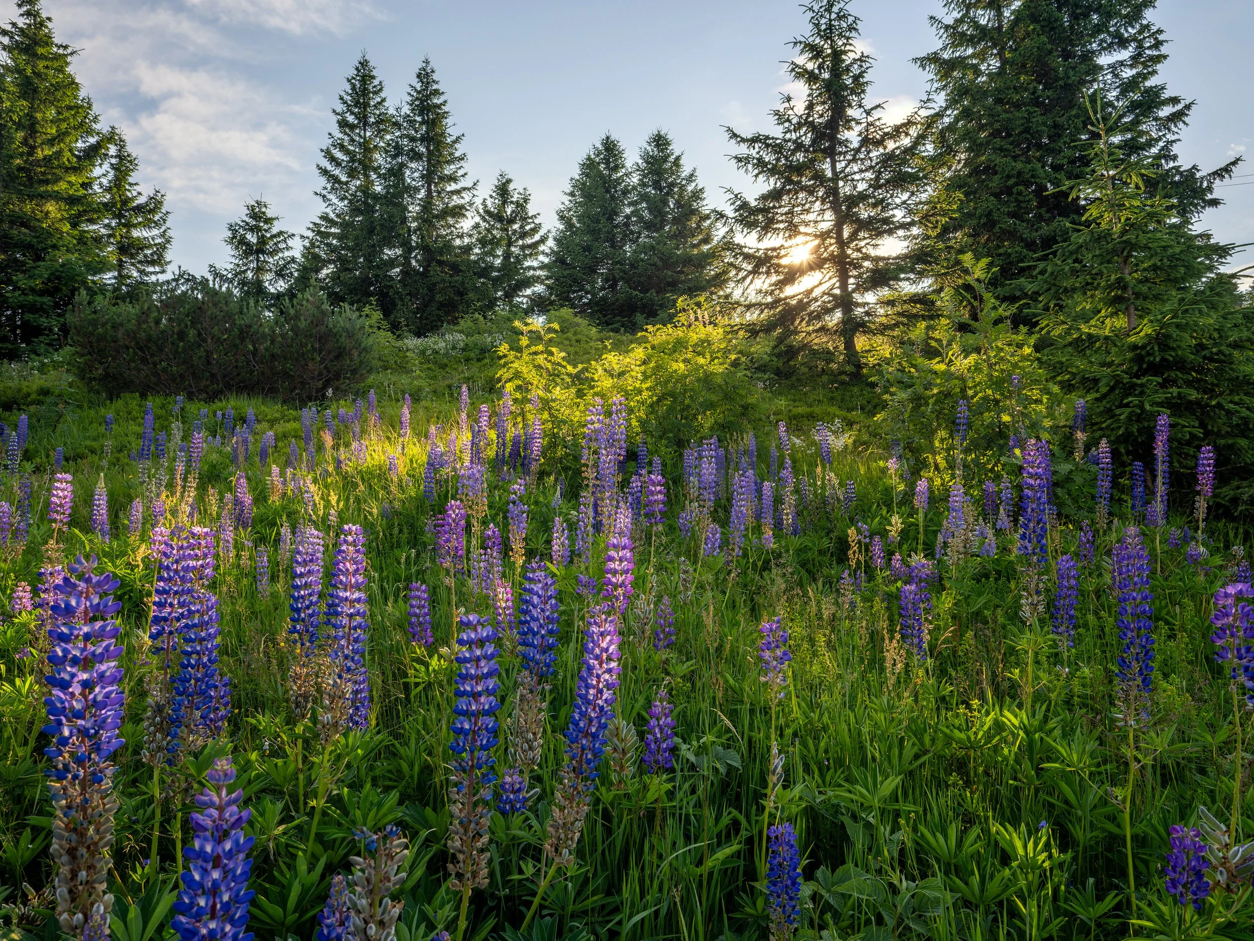 Termín XVI. Jarní konference