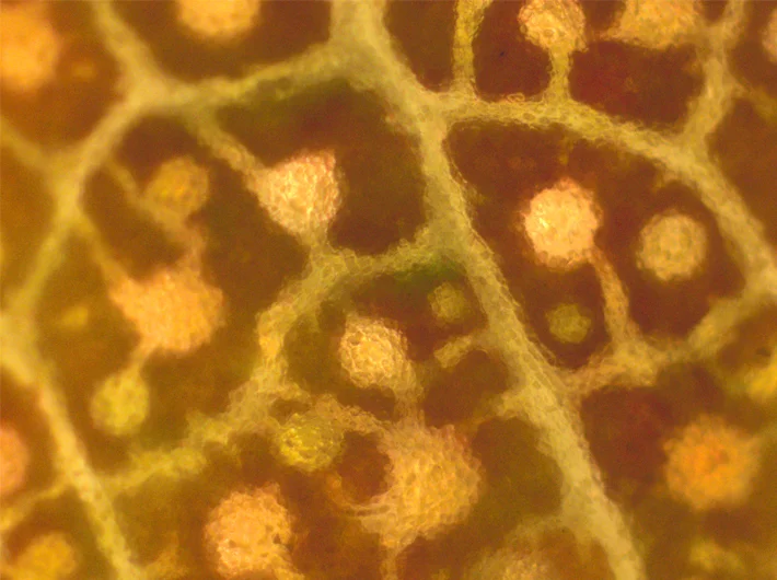 Gum leaf showing individual stomata using a Leica SP5 II confocal and multiphoton microscope.