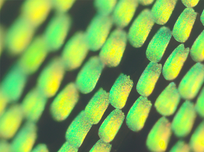 Butterfly wing showing individual scales at 100 microns in diameter using a Leica SP5 II confocal and multiphoton microscope.