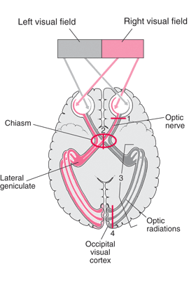 Diagram of Optic Pathway from www.merckmanuals.com