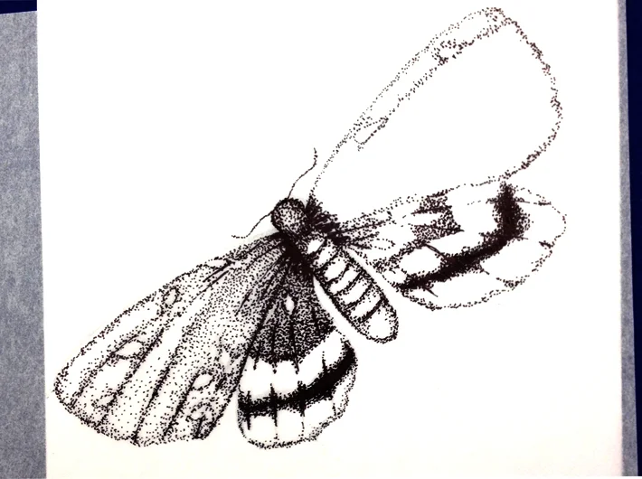 Tiger-moth.jpg