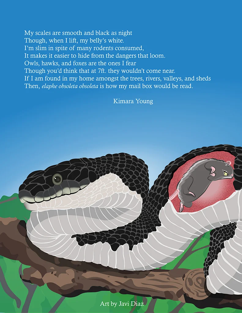 Rat Snake Illustration revised