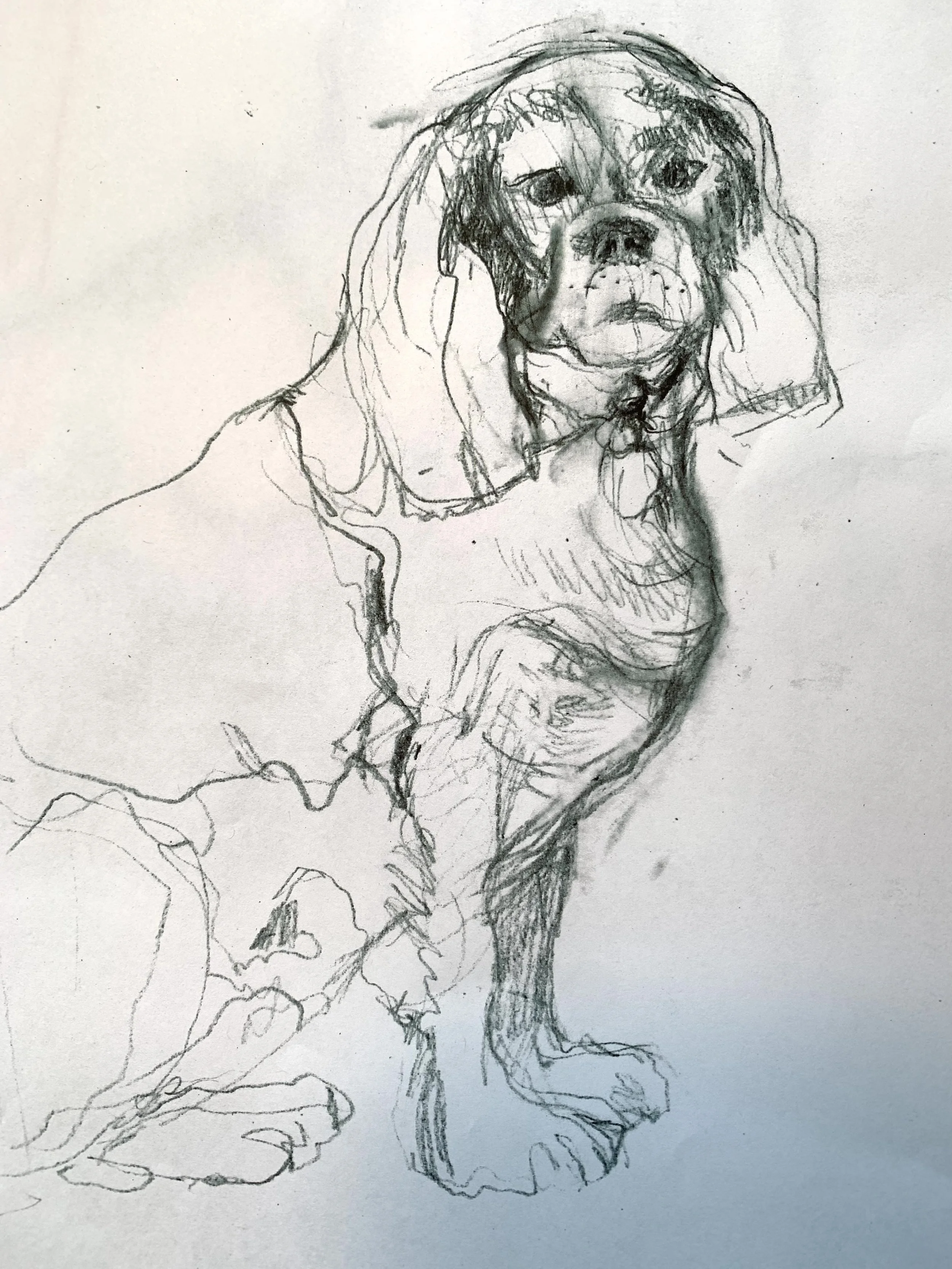 Sketch of Augie
