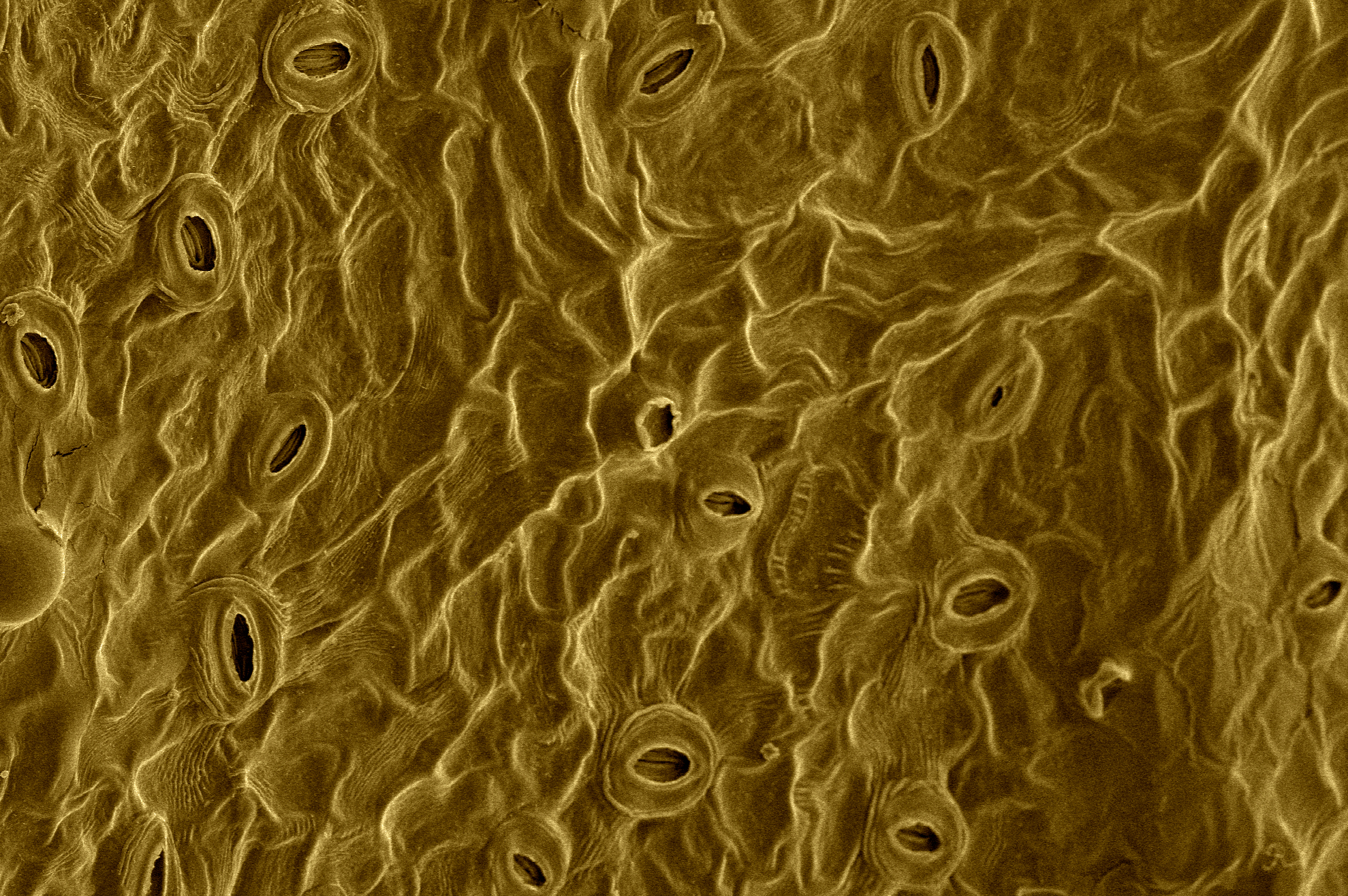 PM.VelvetStomata.jpg