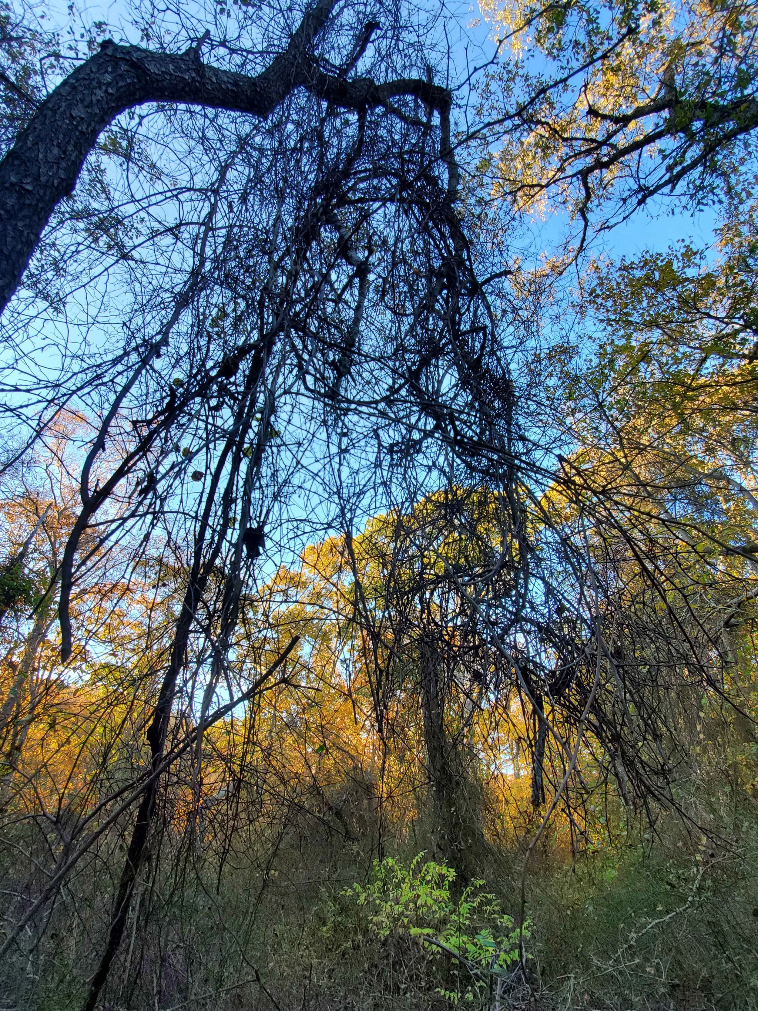20201105_153704b.jpg