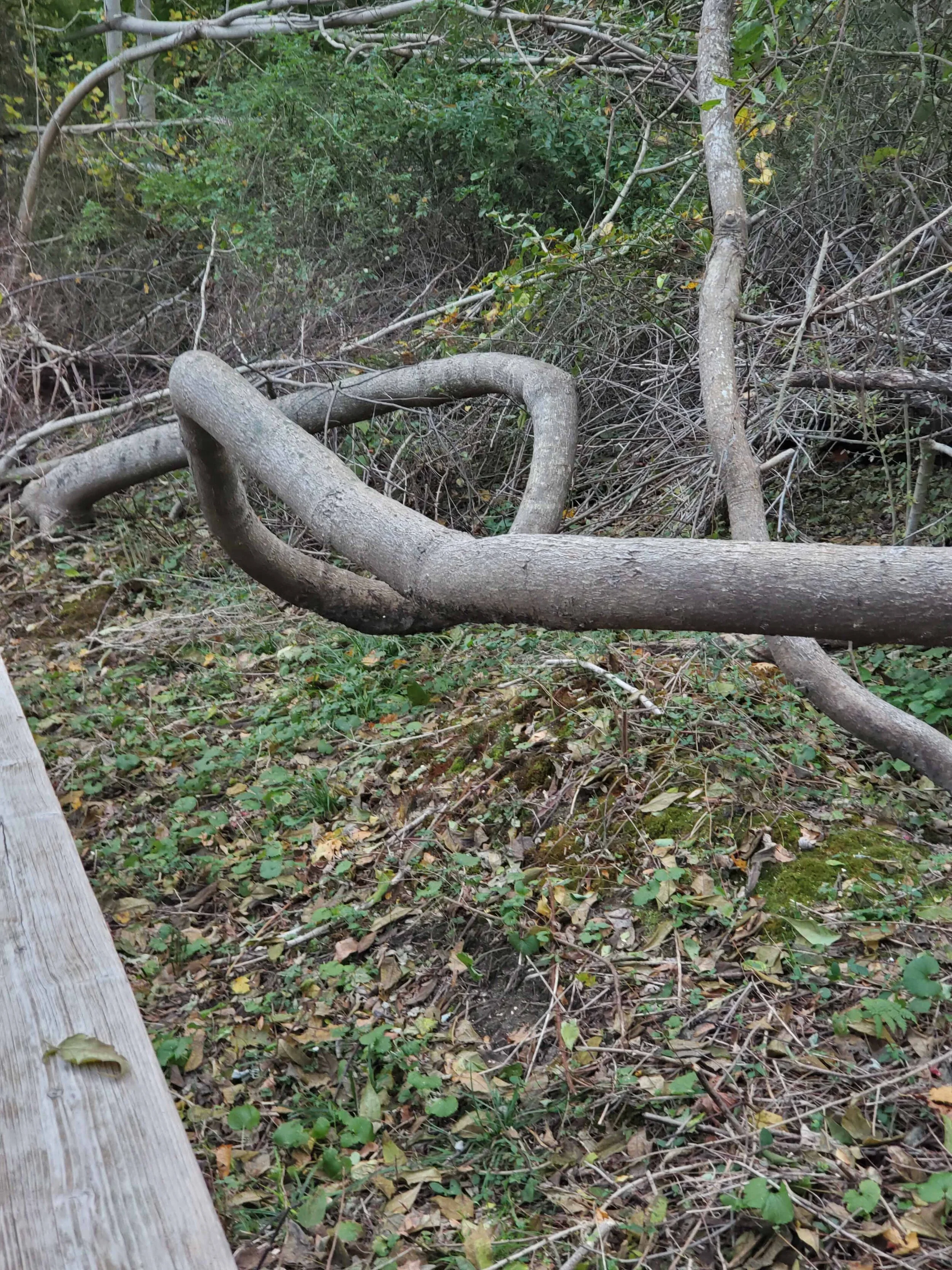 20201105_154939b.jpg