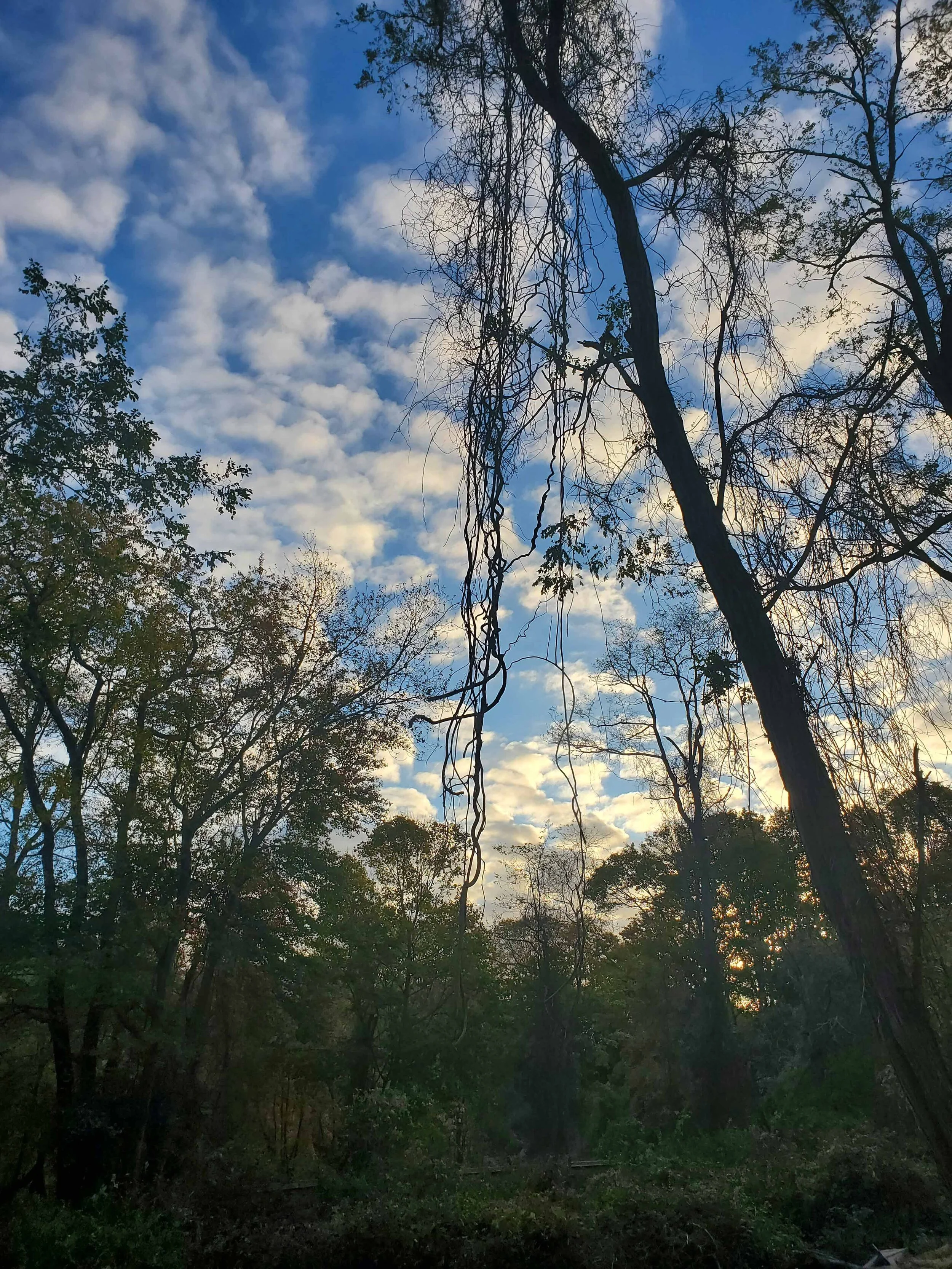 20201105_154823b.jpg