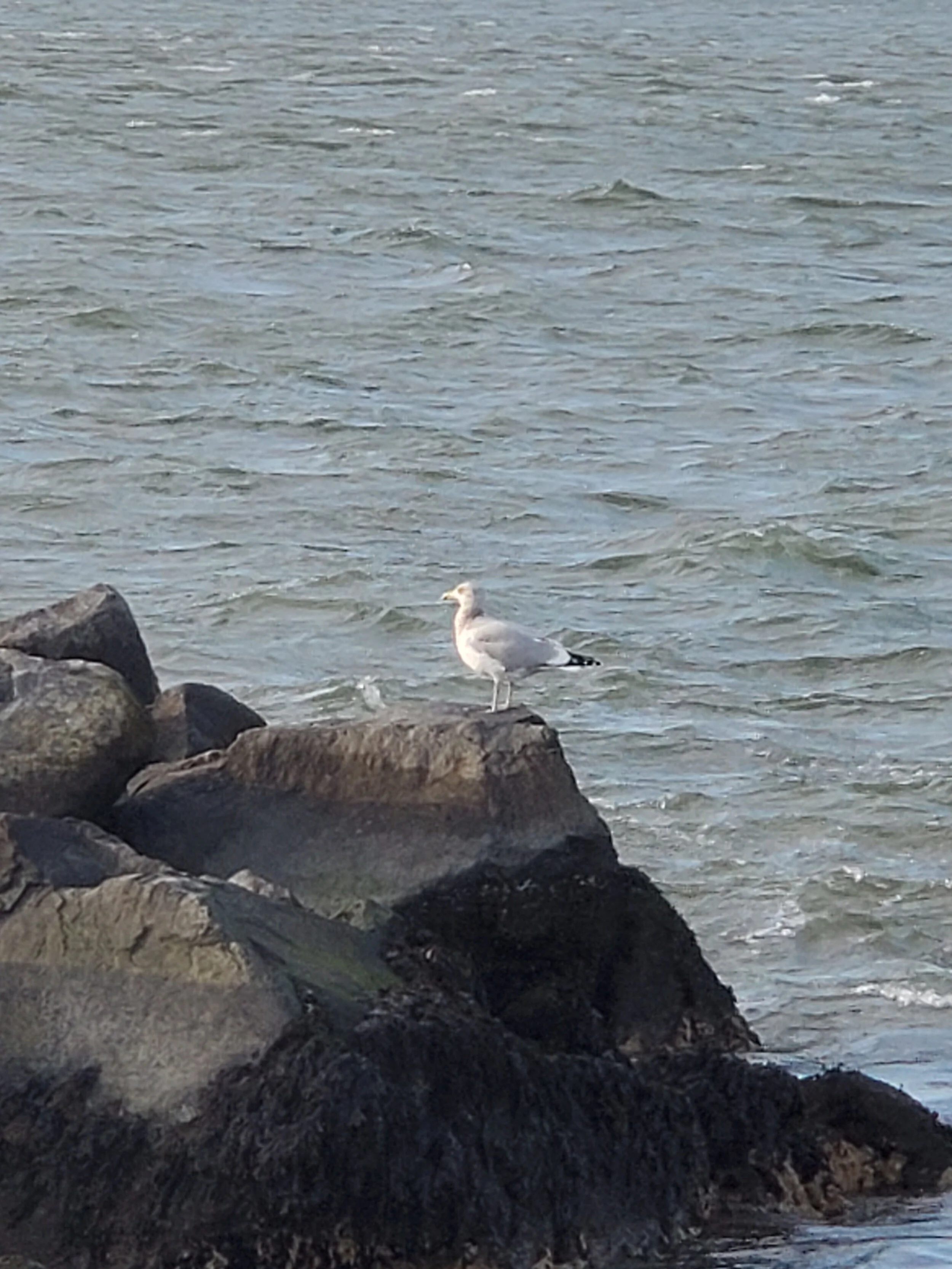 20201203_141252b.jpg
