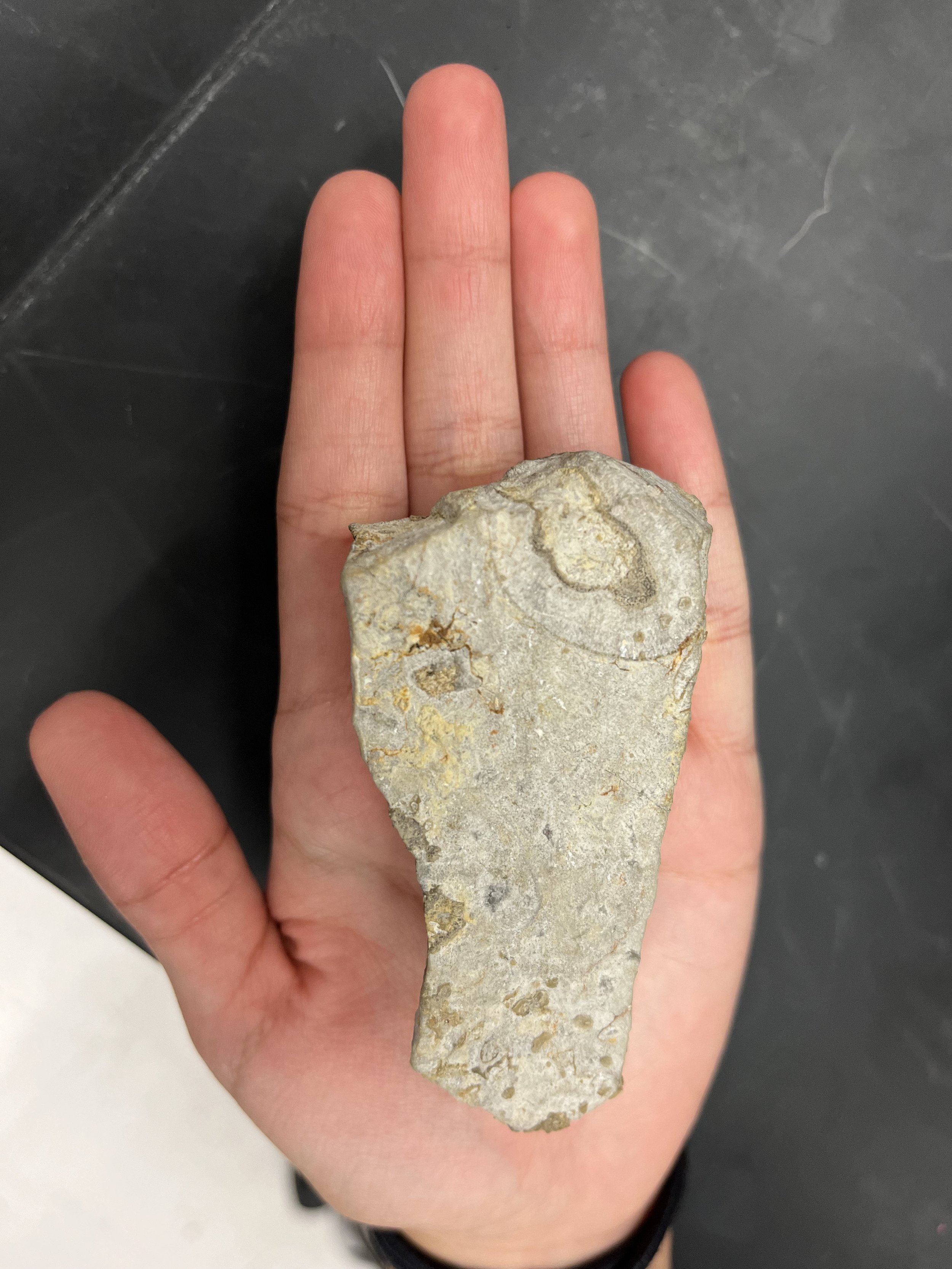 spongefossil.jpeg