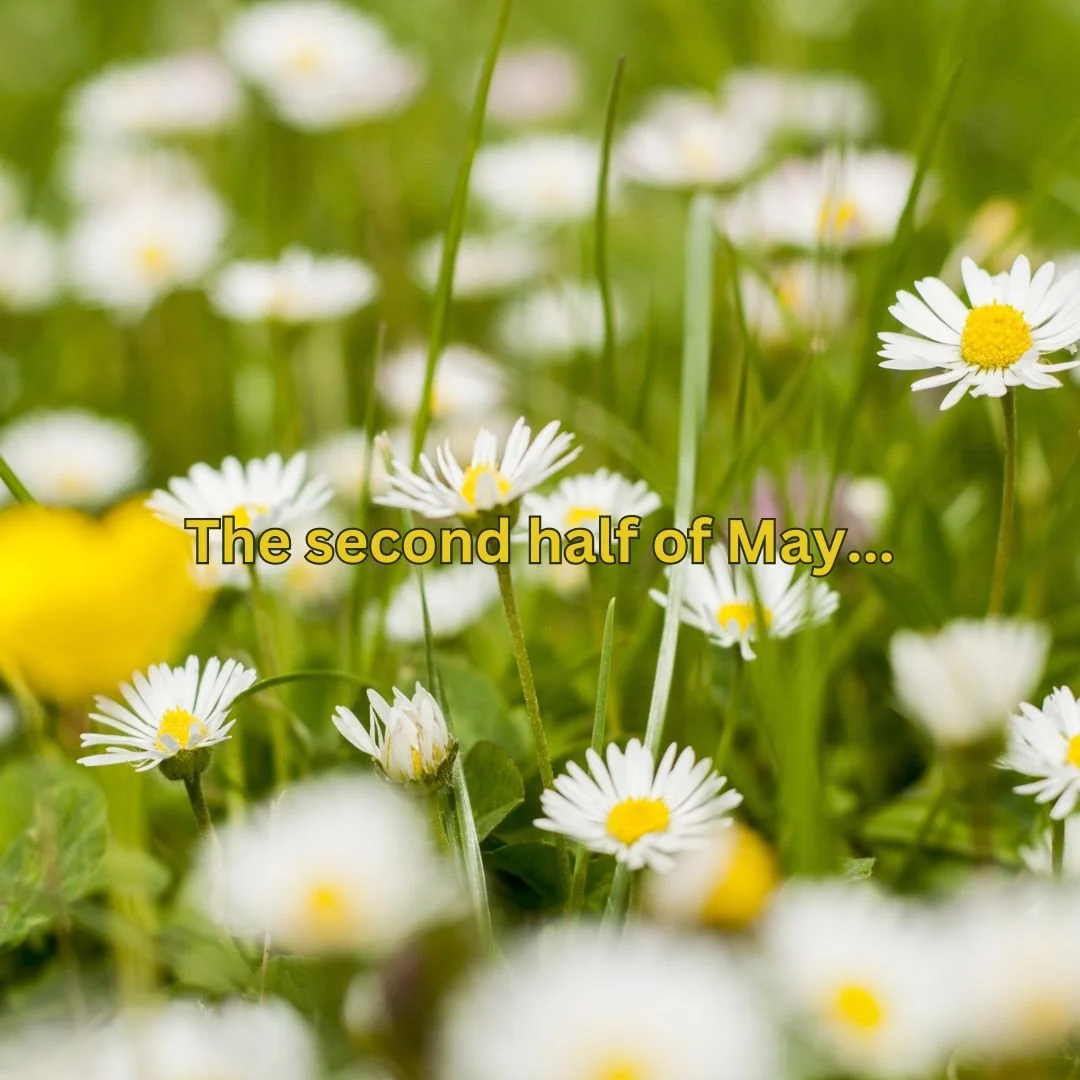 Newsletter: The second half of May...