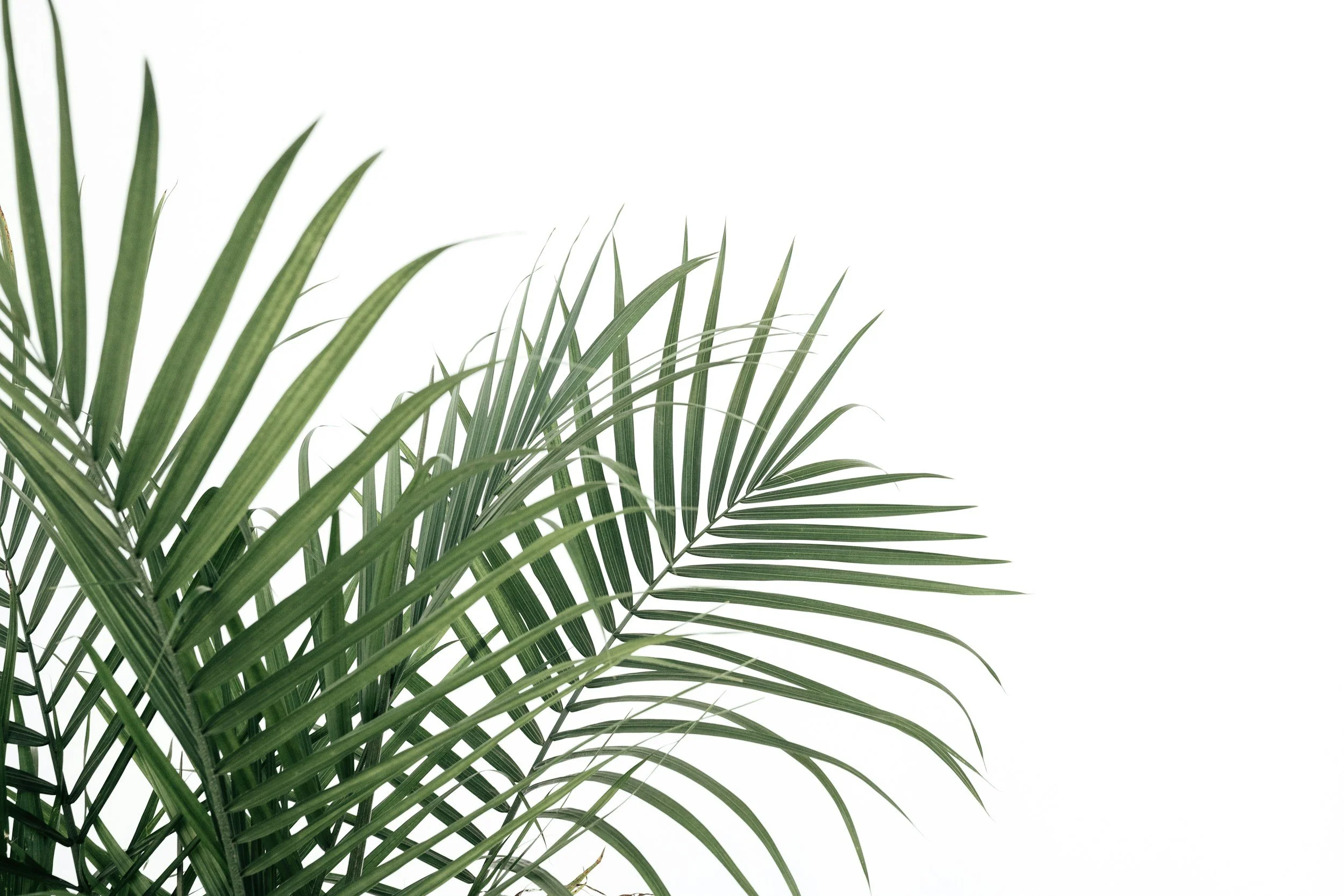 Sunday Worship April 13: Palm Sunday