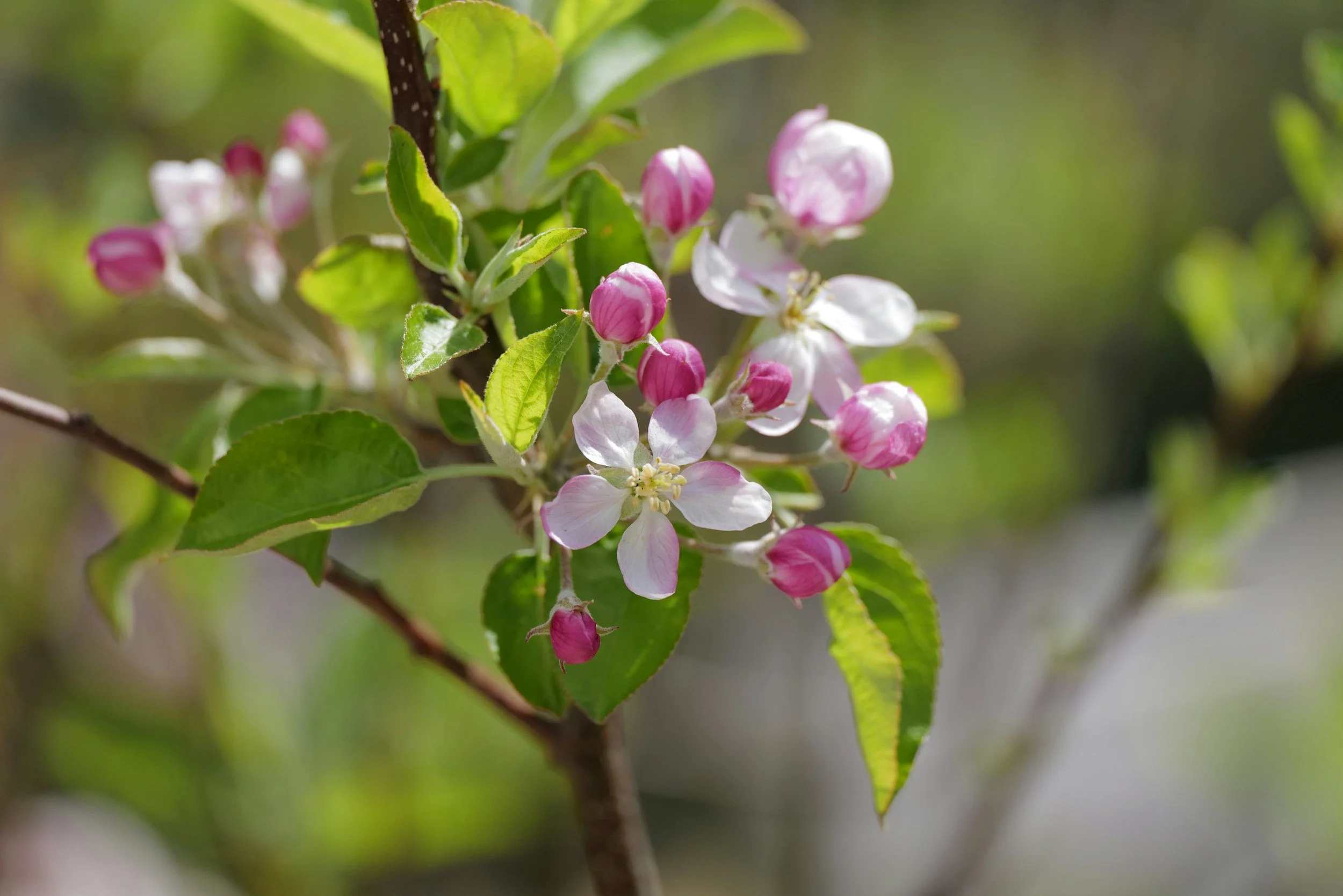 Sunday Worship May 4: Easter 3