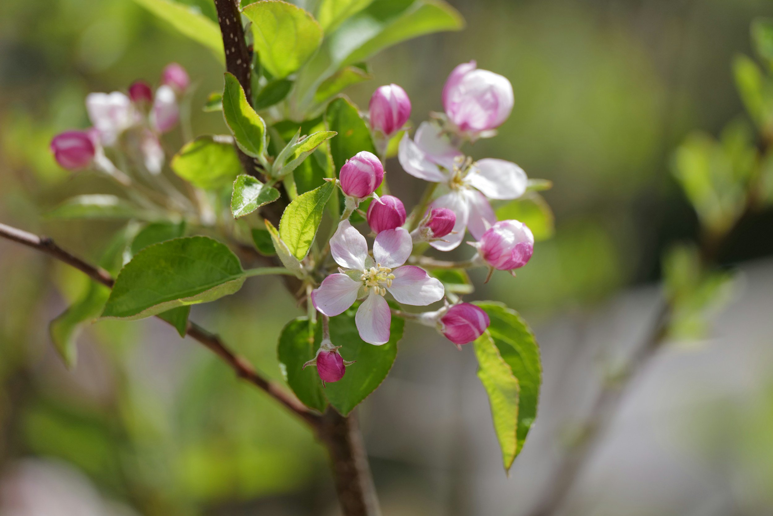 Newsletter: Week of Easter 2 