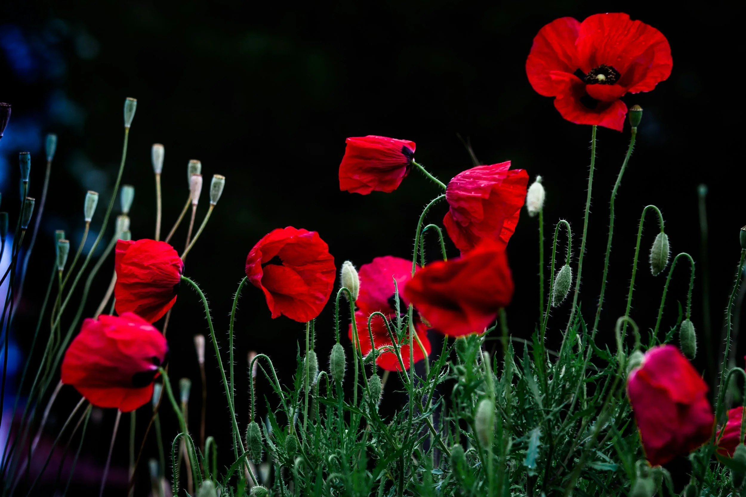 Newsletter: Remembrance Sunday