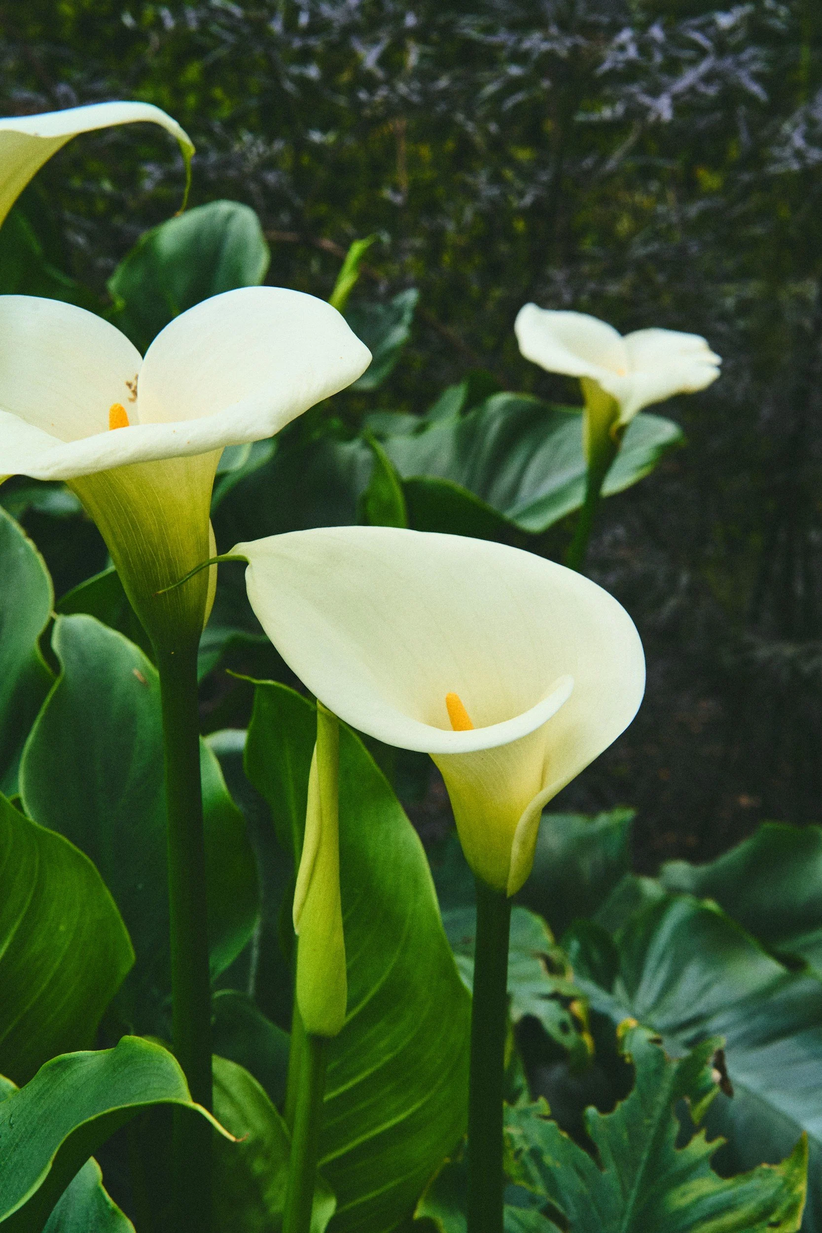 Newsletter: Easter 5