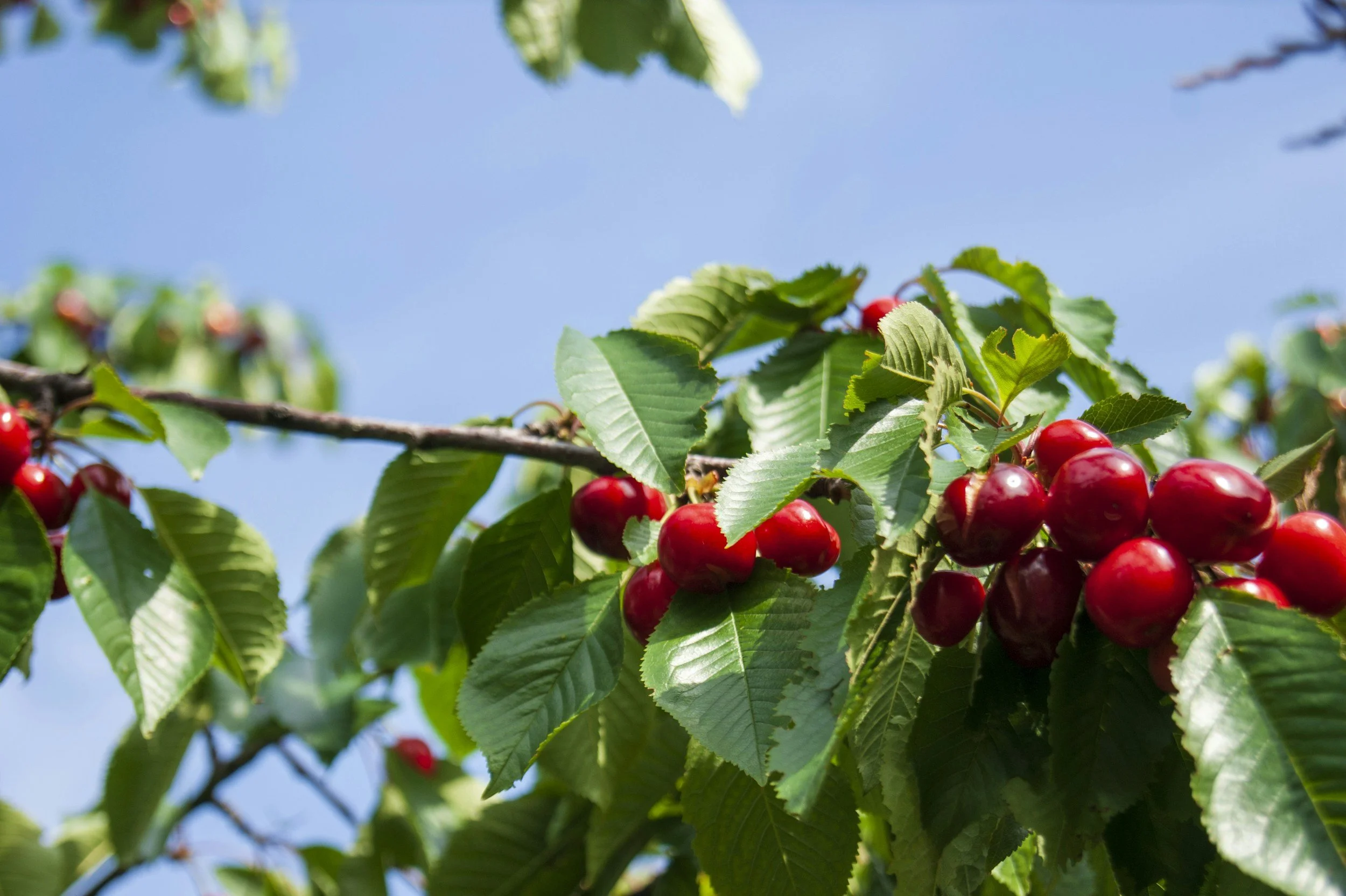 Newsletter: Green Season