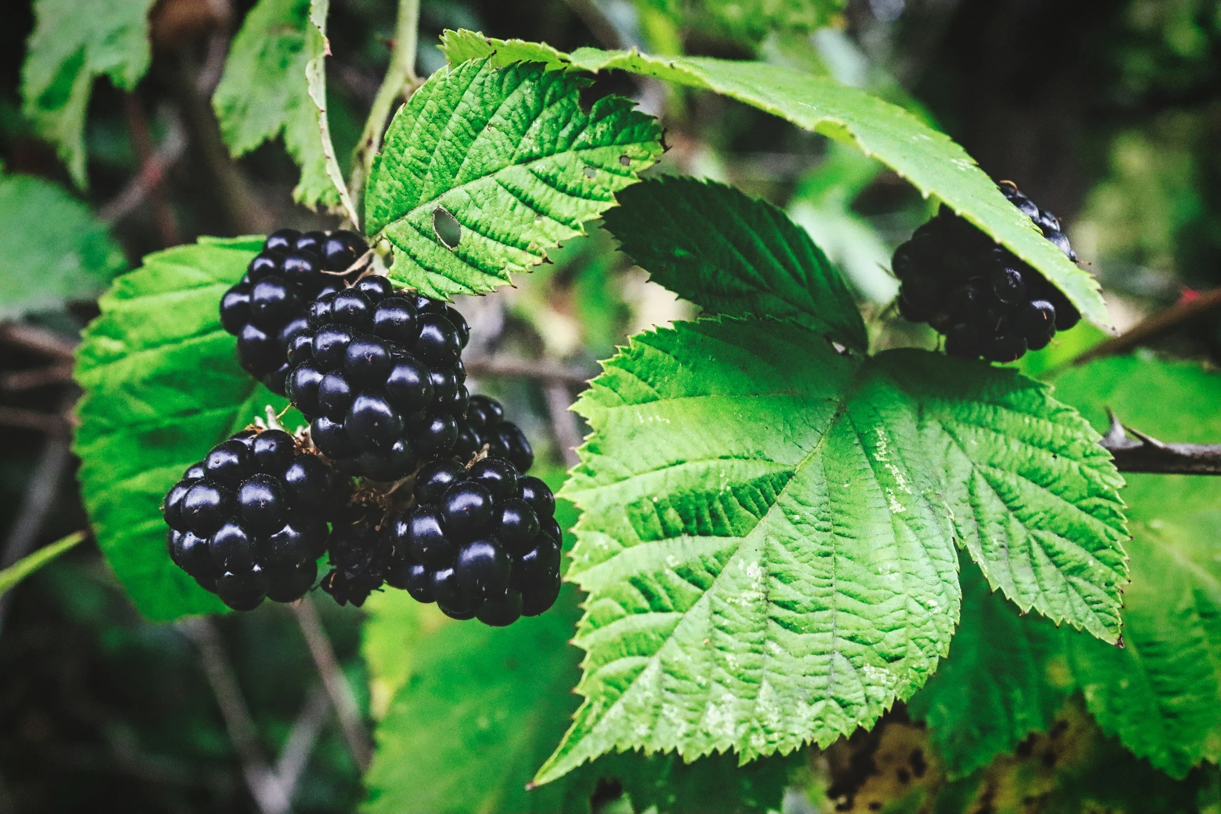 Newsletter: Green Season 