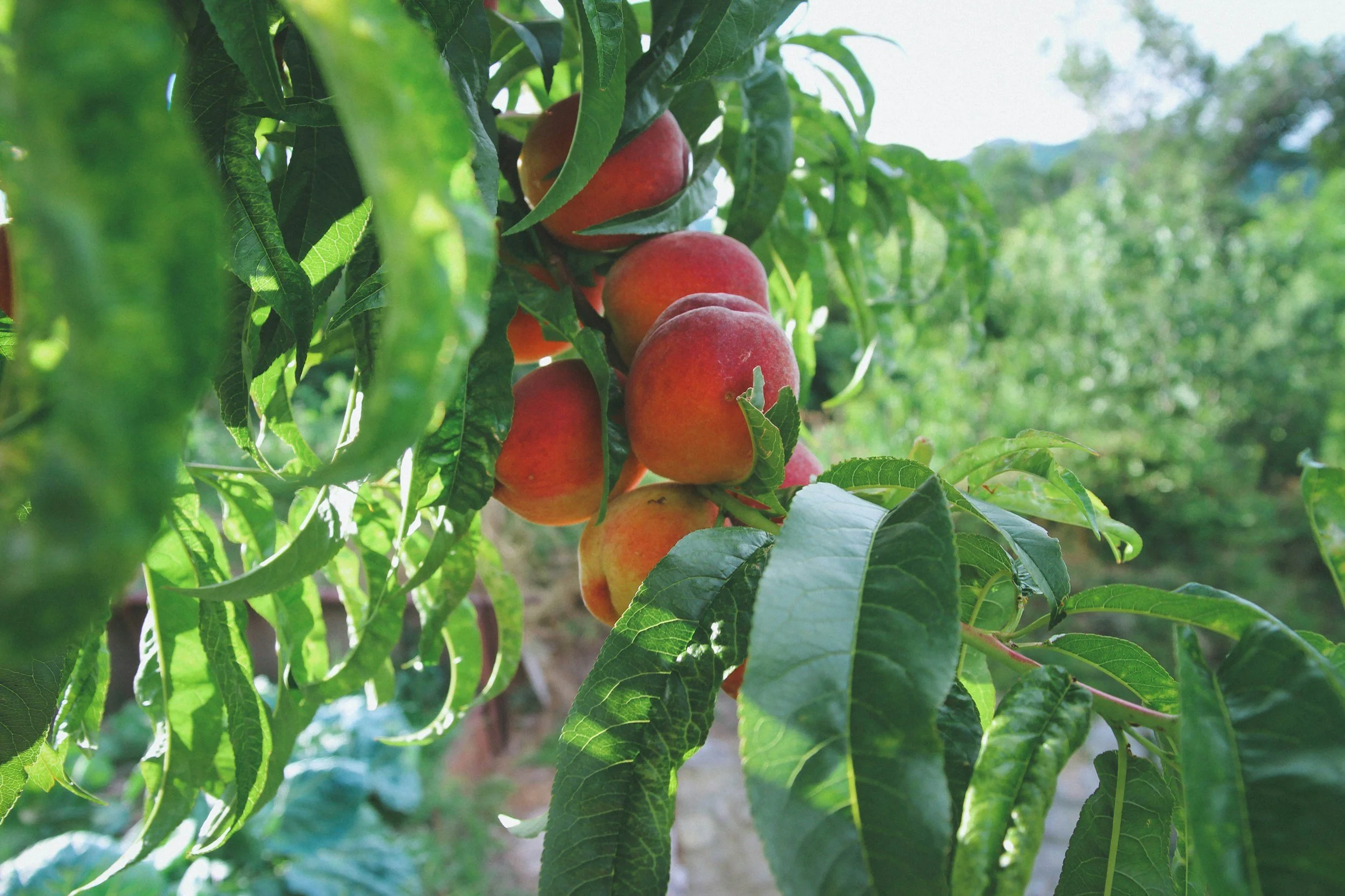 Newsletter: Green Season