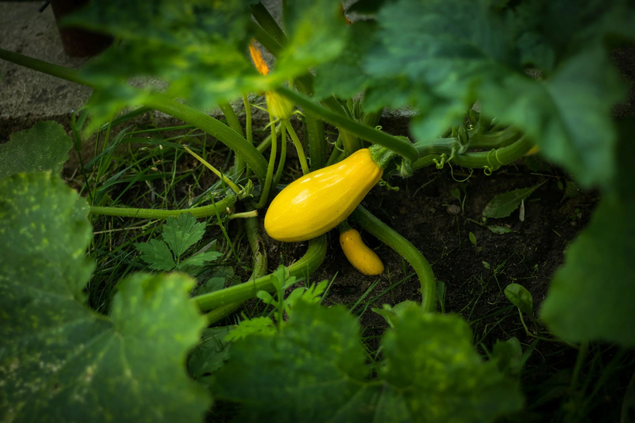 Aug 30: Green Season