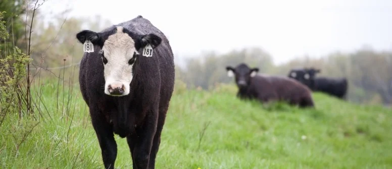 cows5.jpg