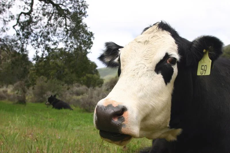 St Louis Beef Born and Raised