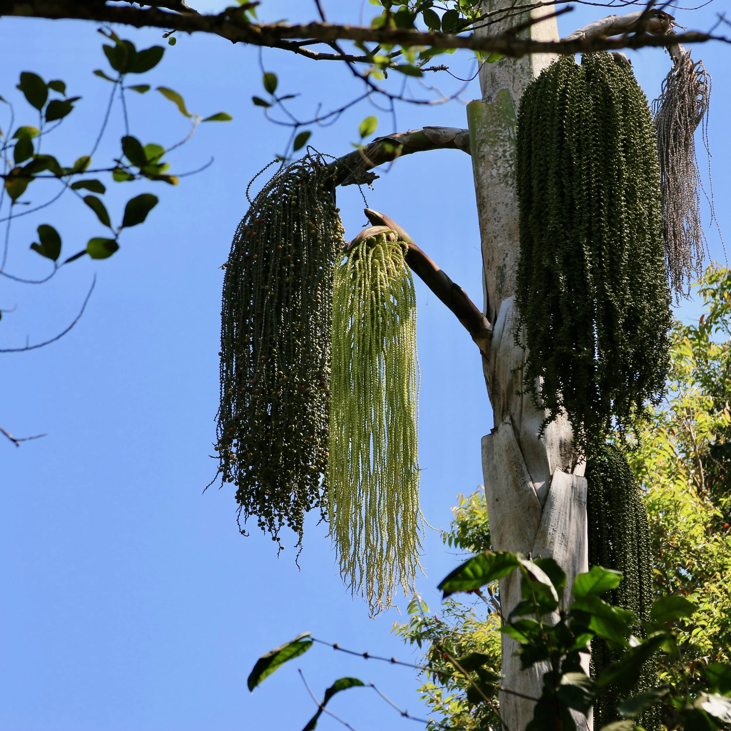 IMG_8115.jpg