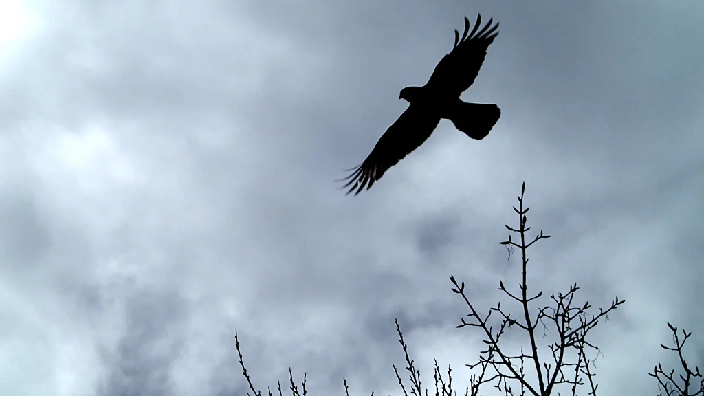 Ocell volant a San Martín de los Andes