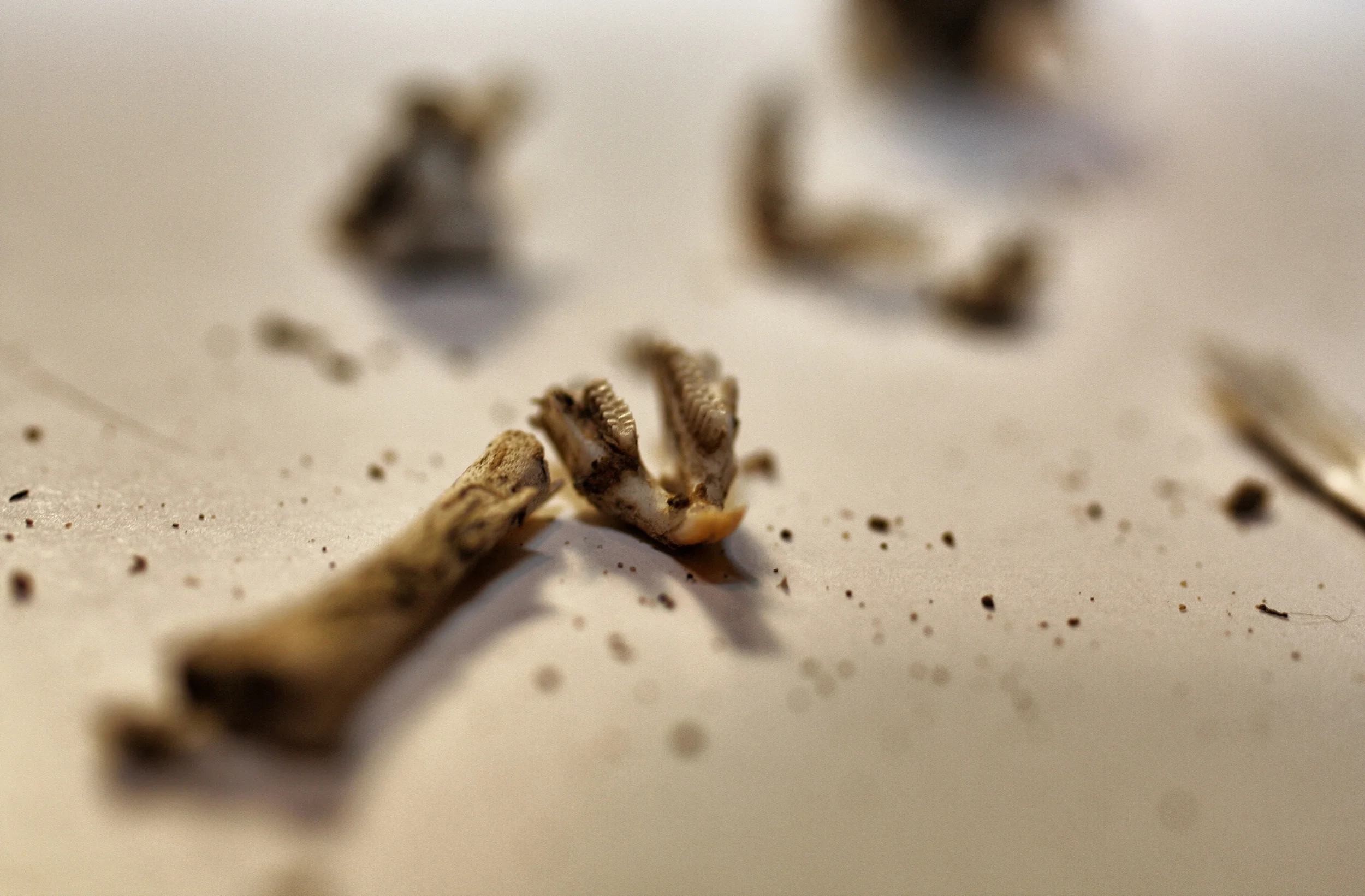 IMG_3740 - Version 2 _Snapseed.jpg