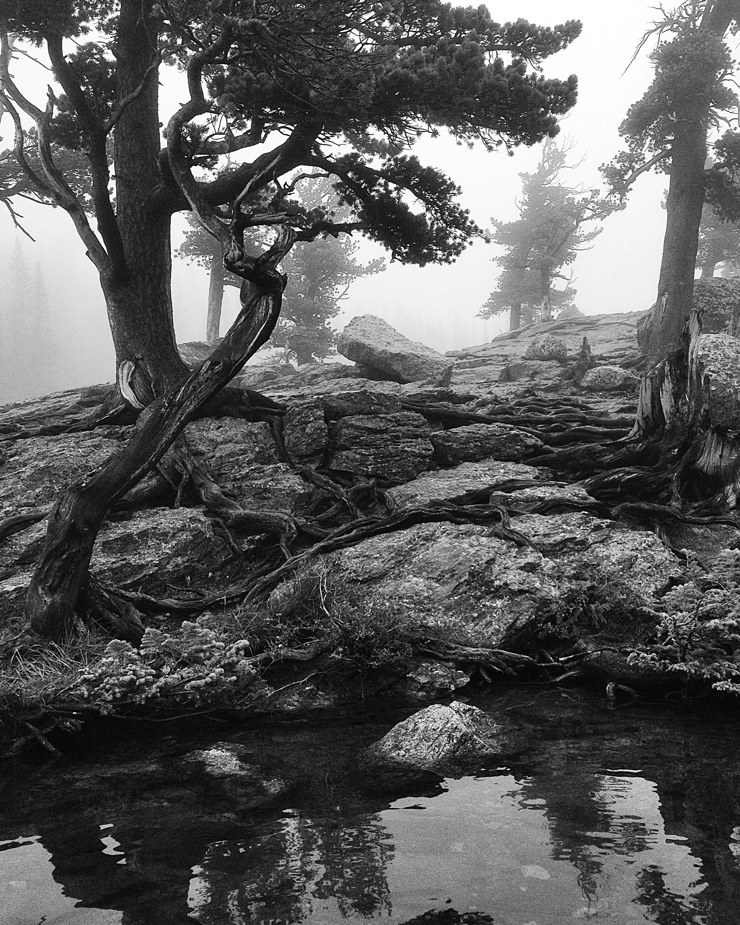 rock_and_tree.jpg