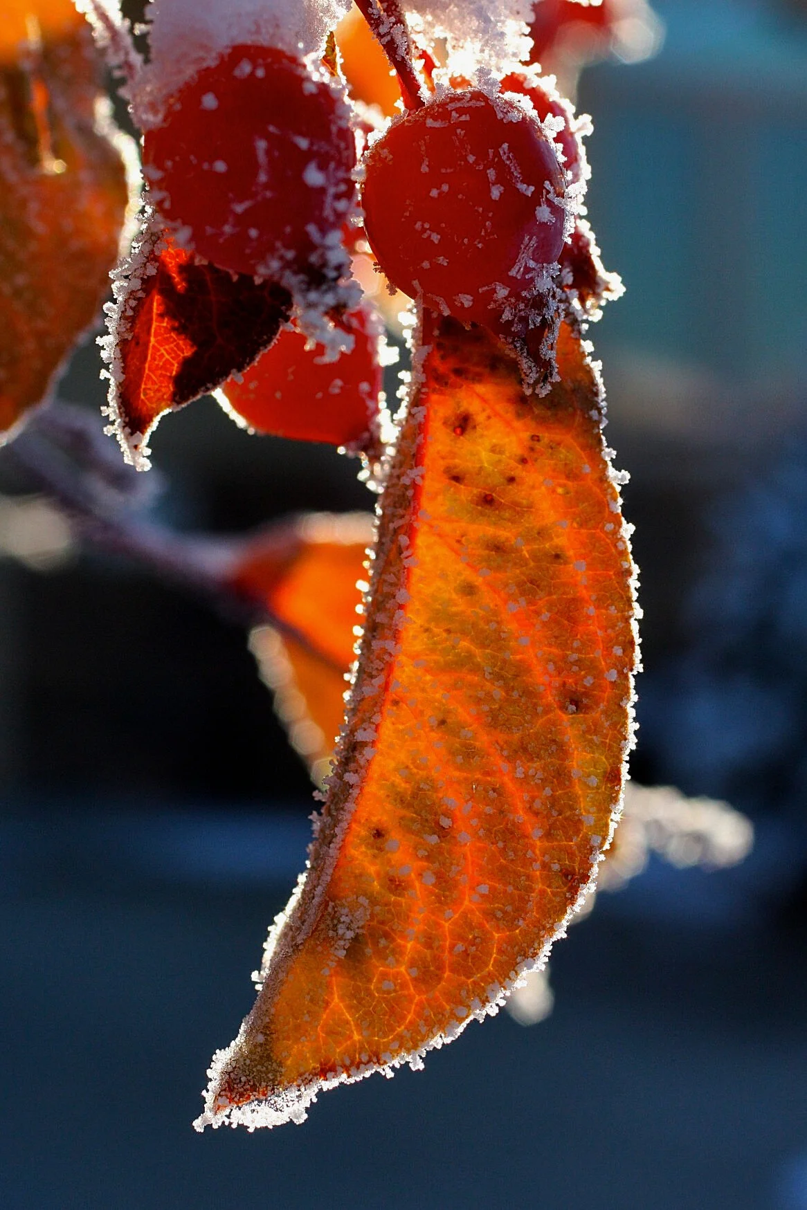 OrangeLeafBerry_frostbacklight.jpg