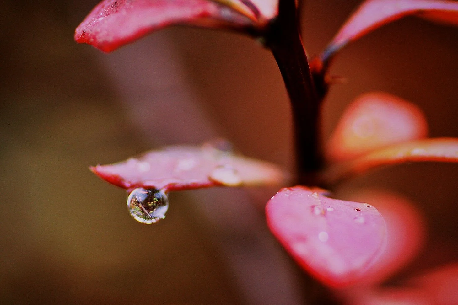 MacroDroplet.jpg