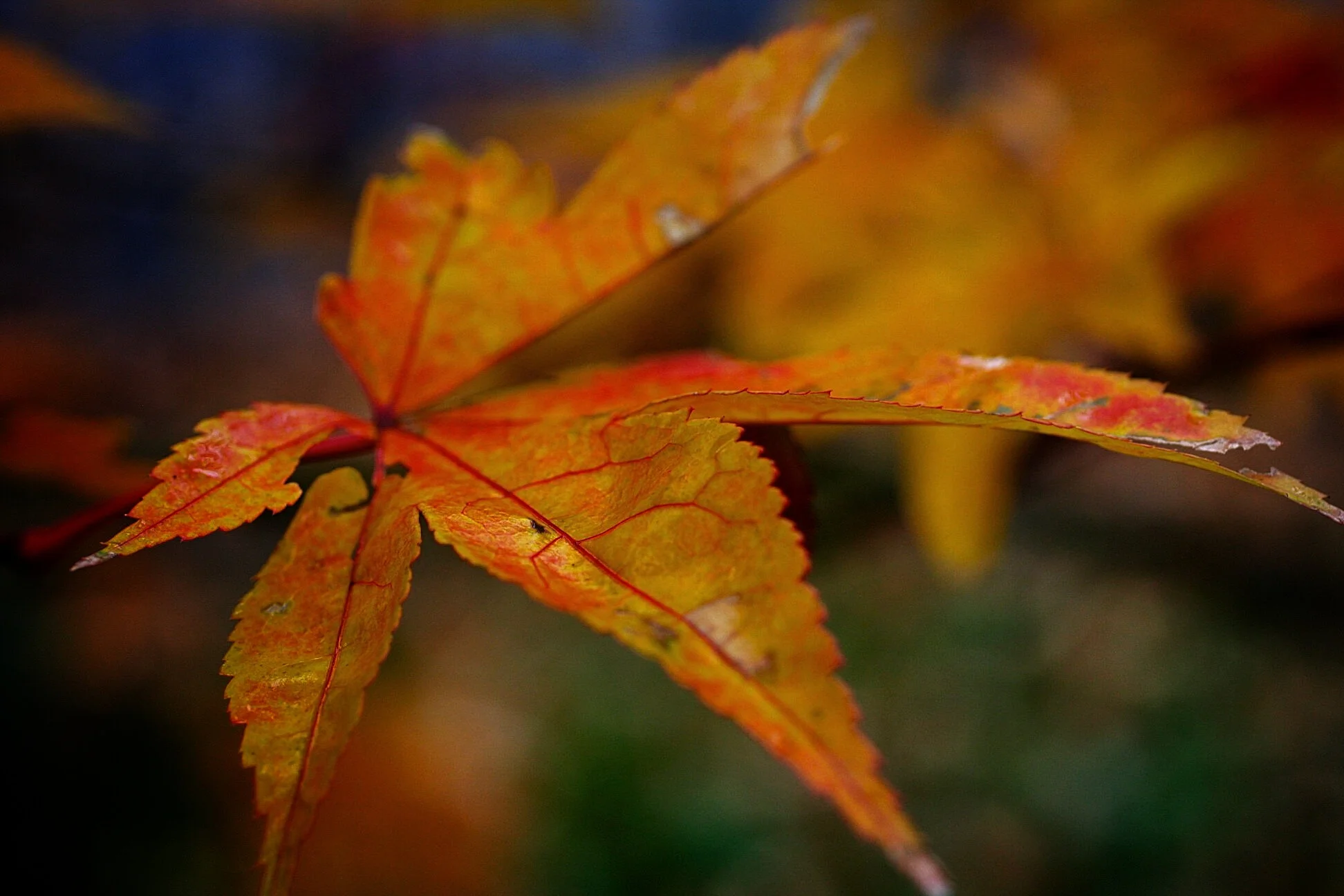 FallLeaf.jpg