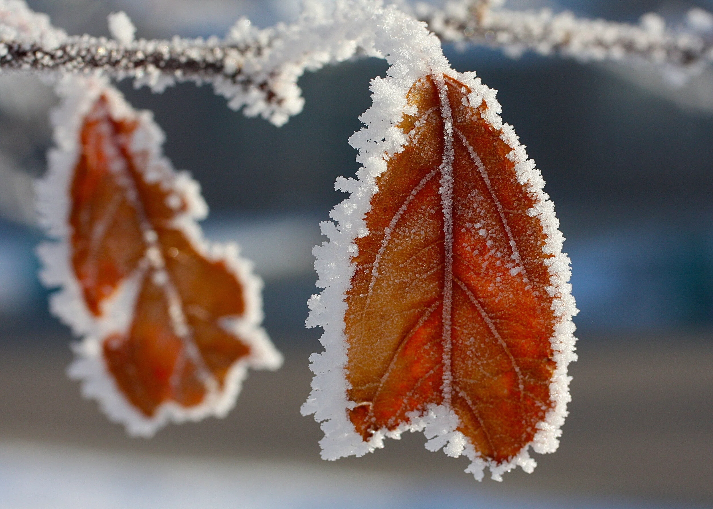 OrangeLeaf-Frost.jpg
