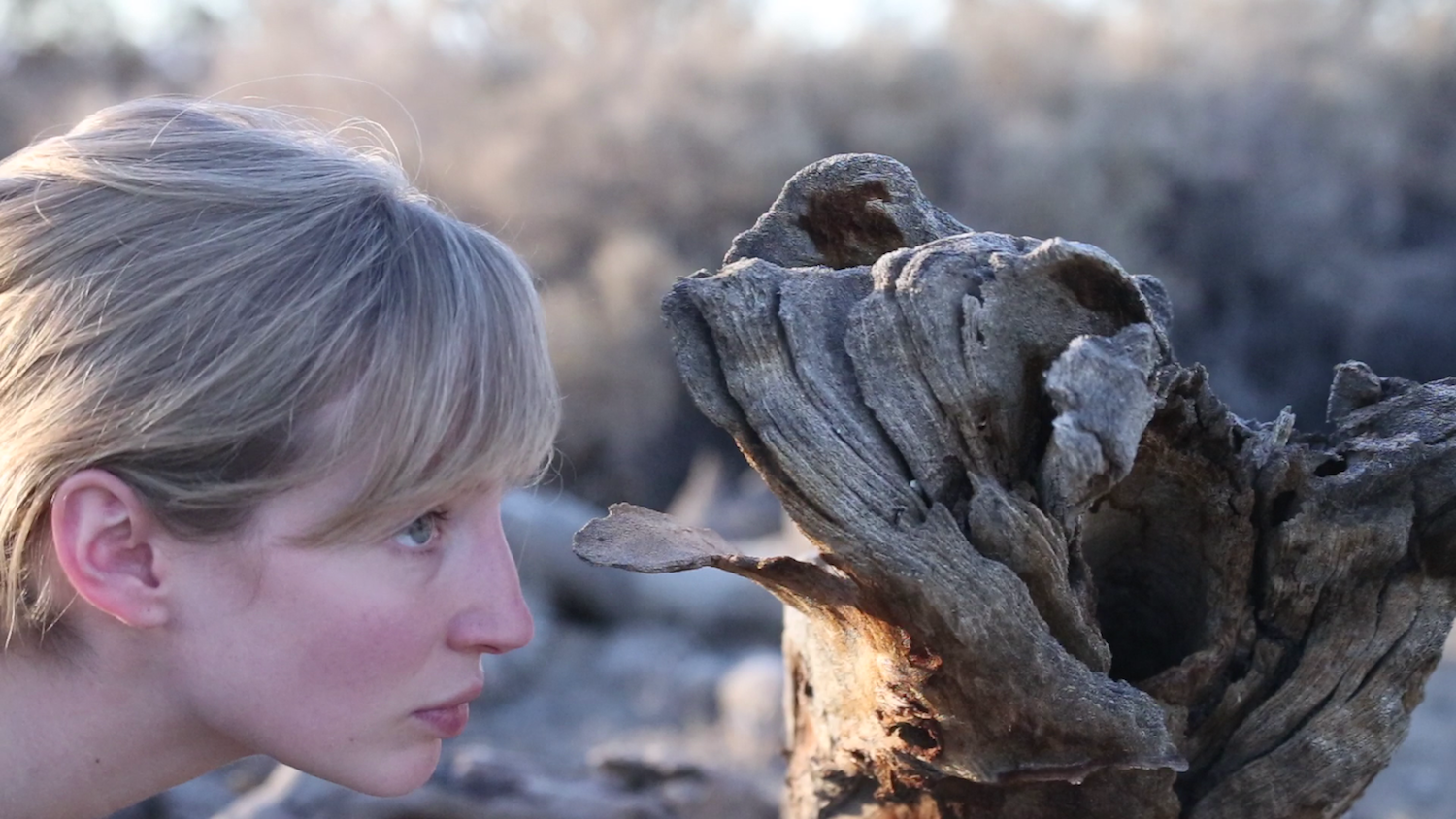 Playing a Cactus - after John Cage