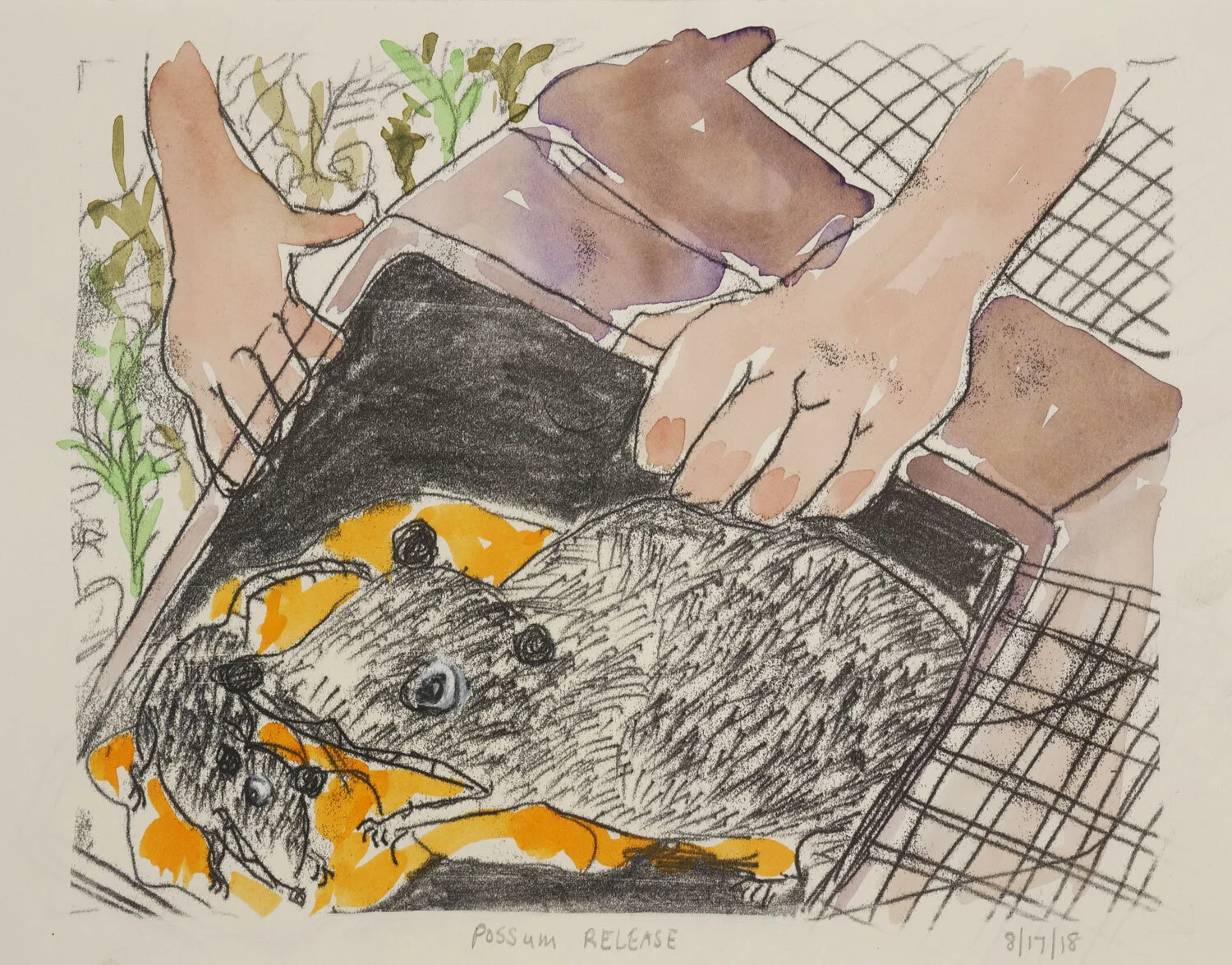 possum_release.jpg