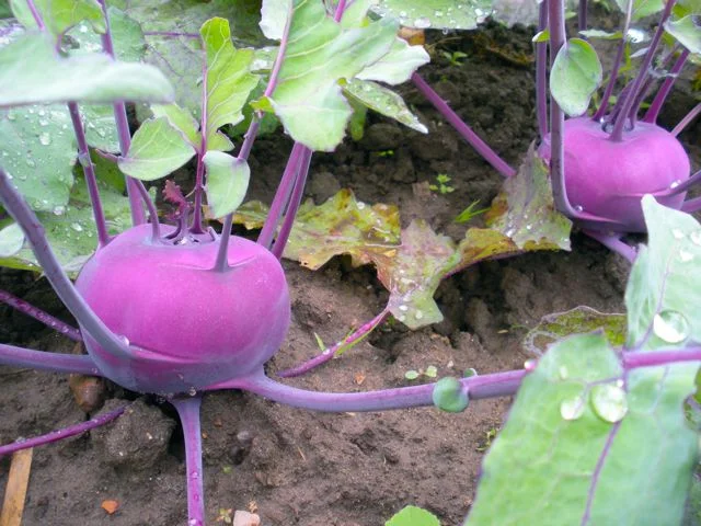 DSCN2822.jpg