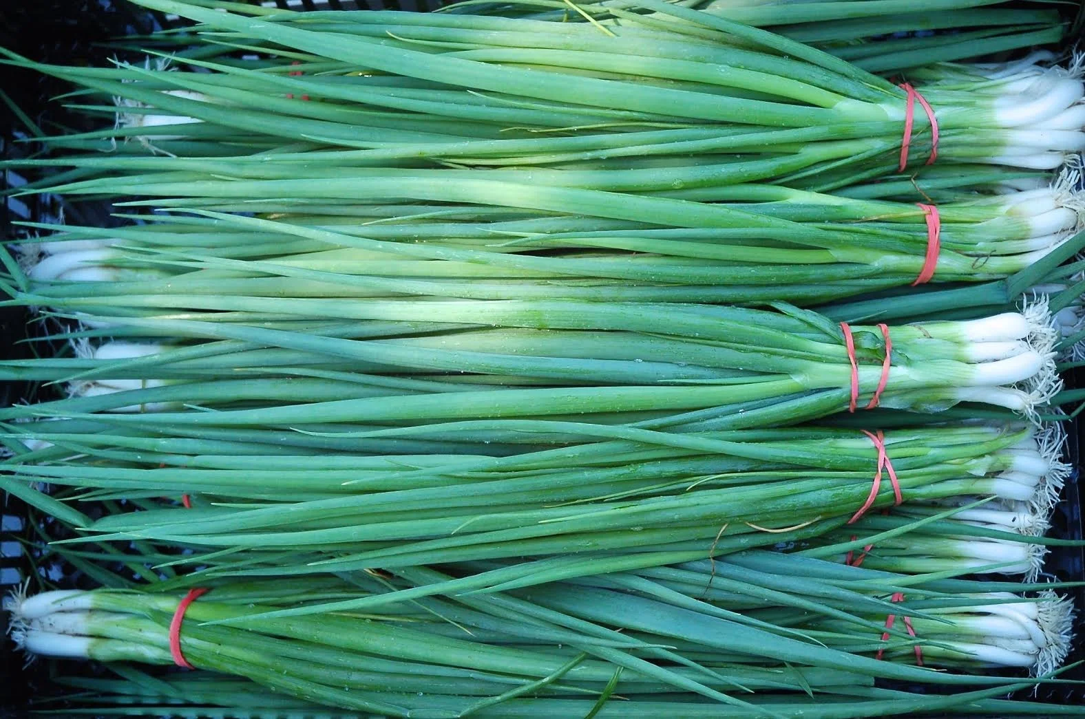 scallions.jpg