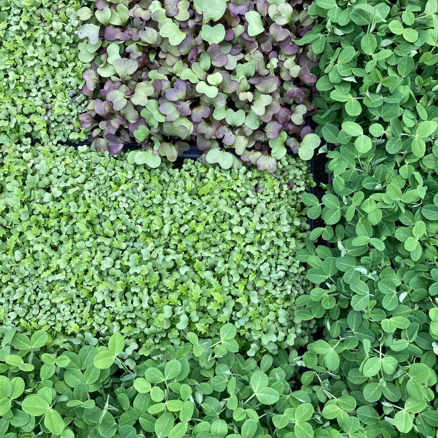 Lots of nice spring greens heading to Fulton St. AND Rockford Farmers Markets tomorrow.  We will be there from 8-1 tomorrow!  We will be following some special rules for market like not allowing customers to handle produce, having two separate worker